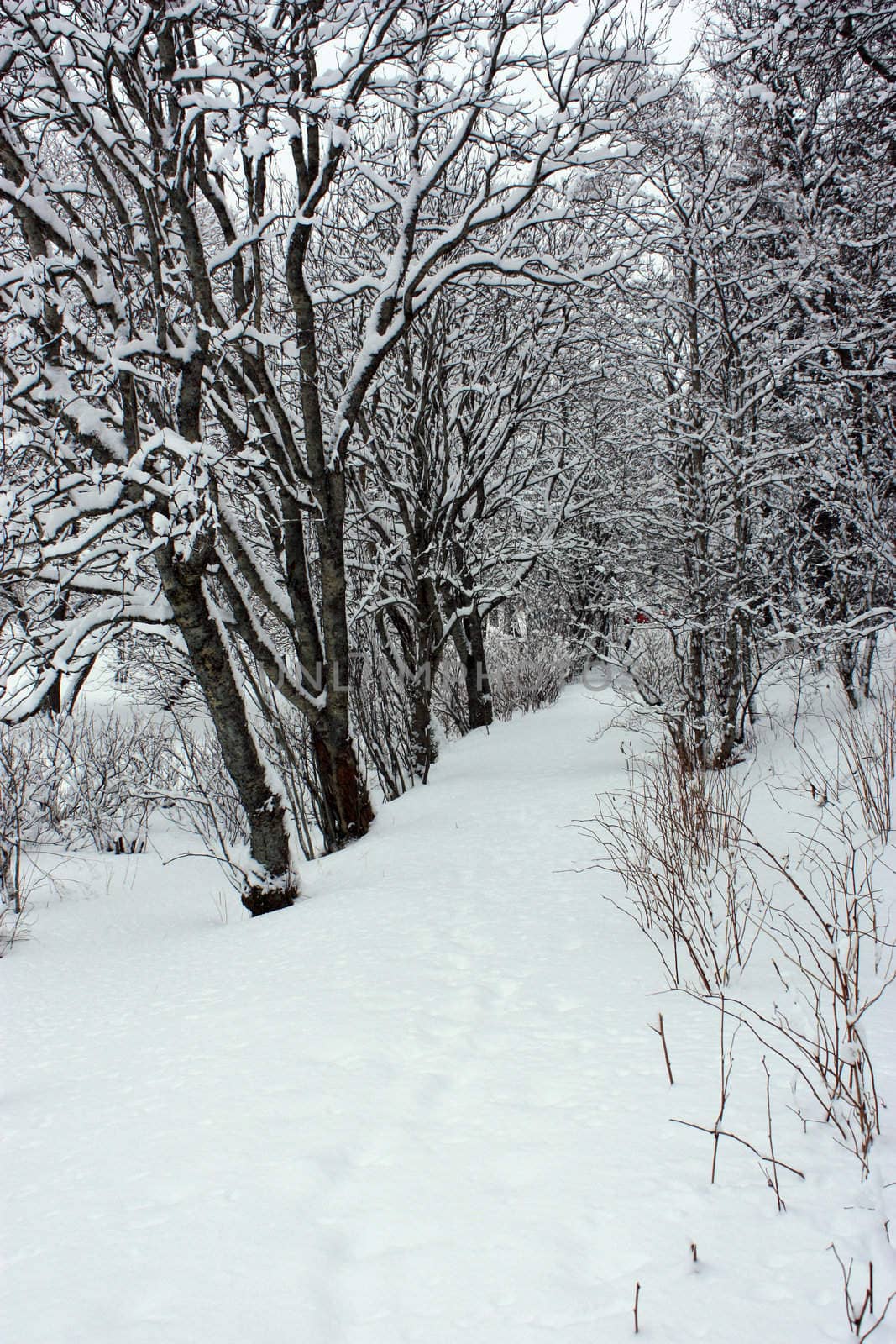 winterdressed trees