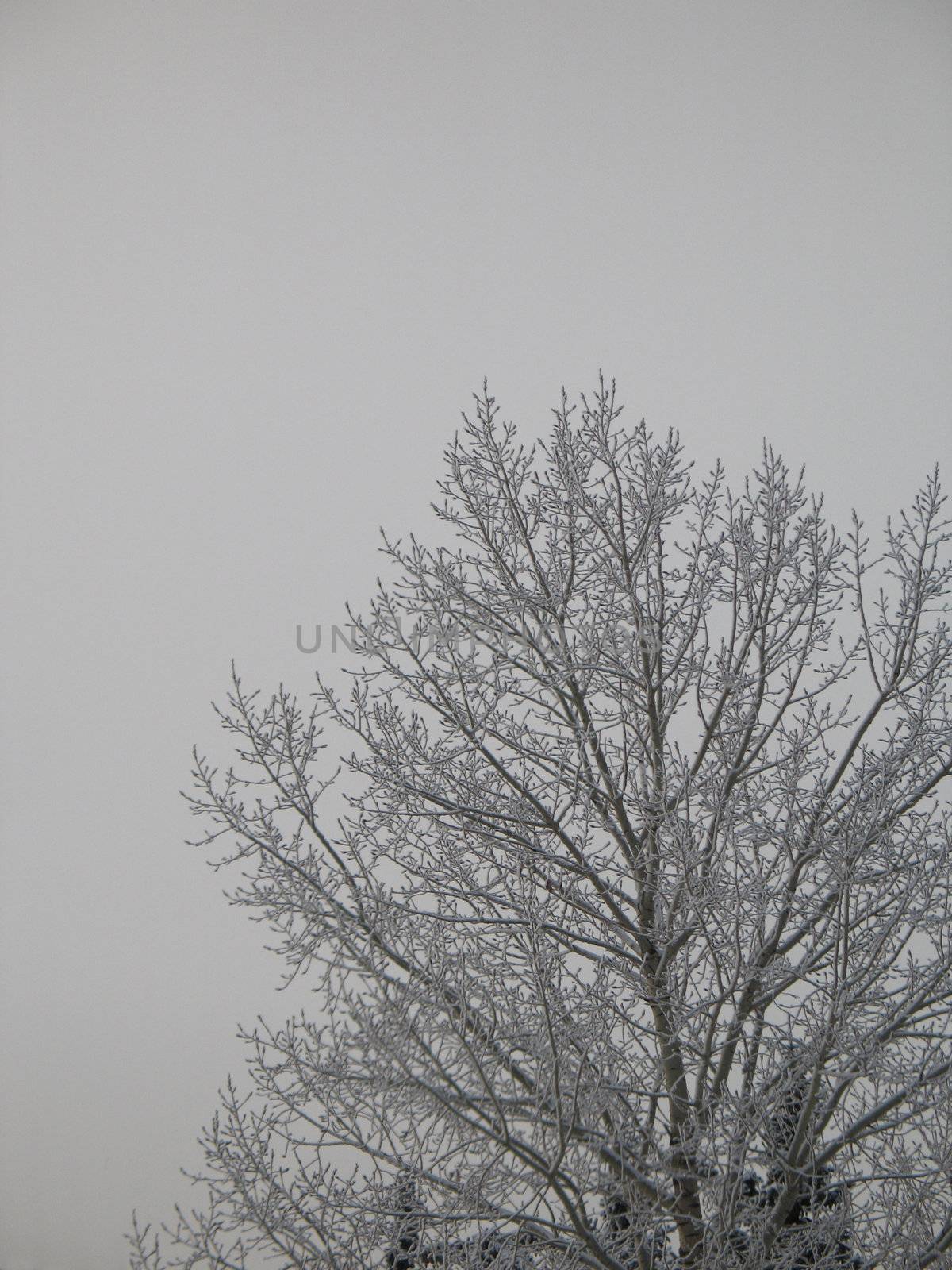frosted tree