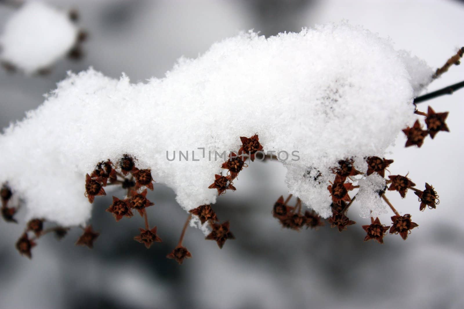 branches in snow by mojly