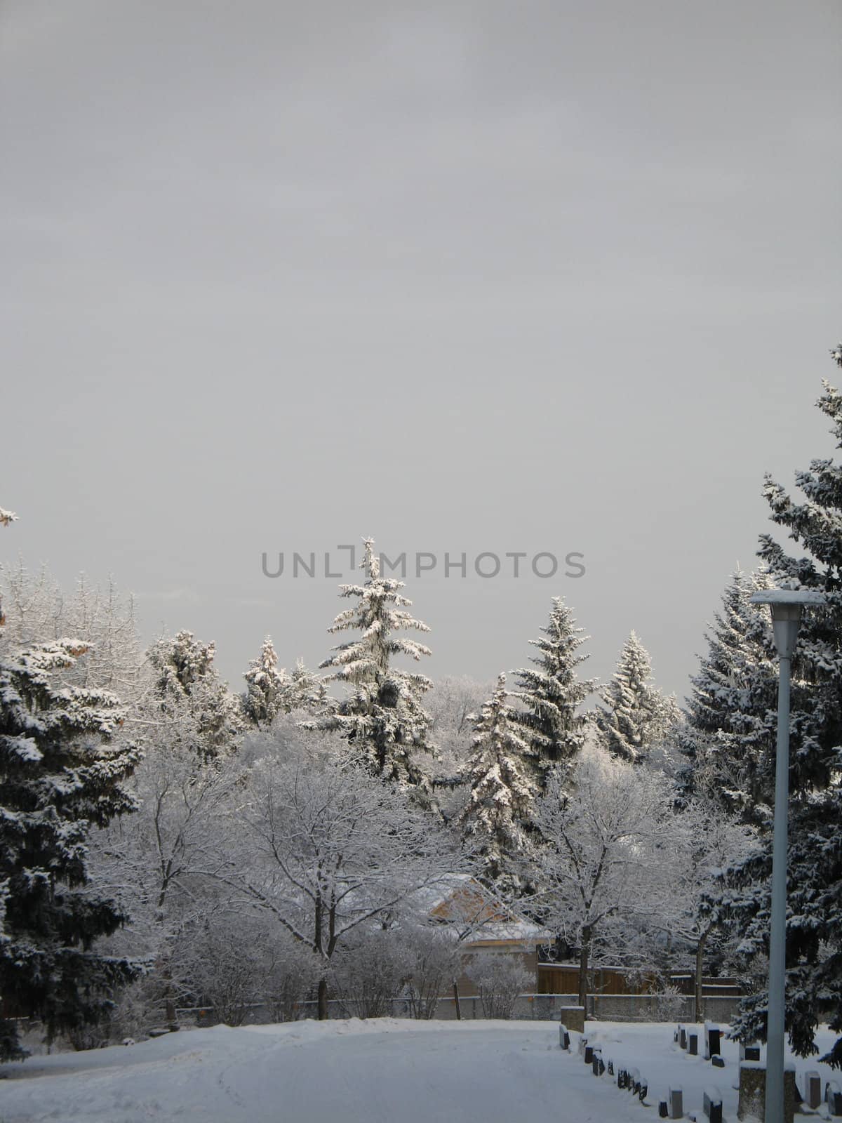 winter forest