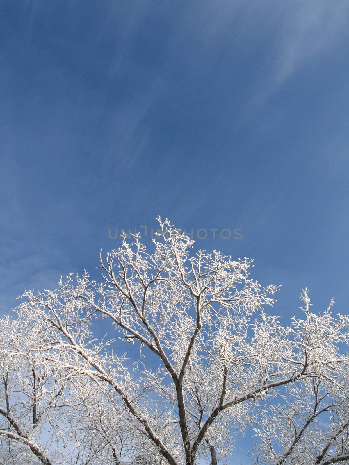 frosted tree