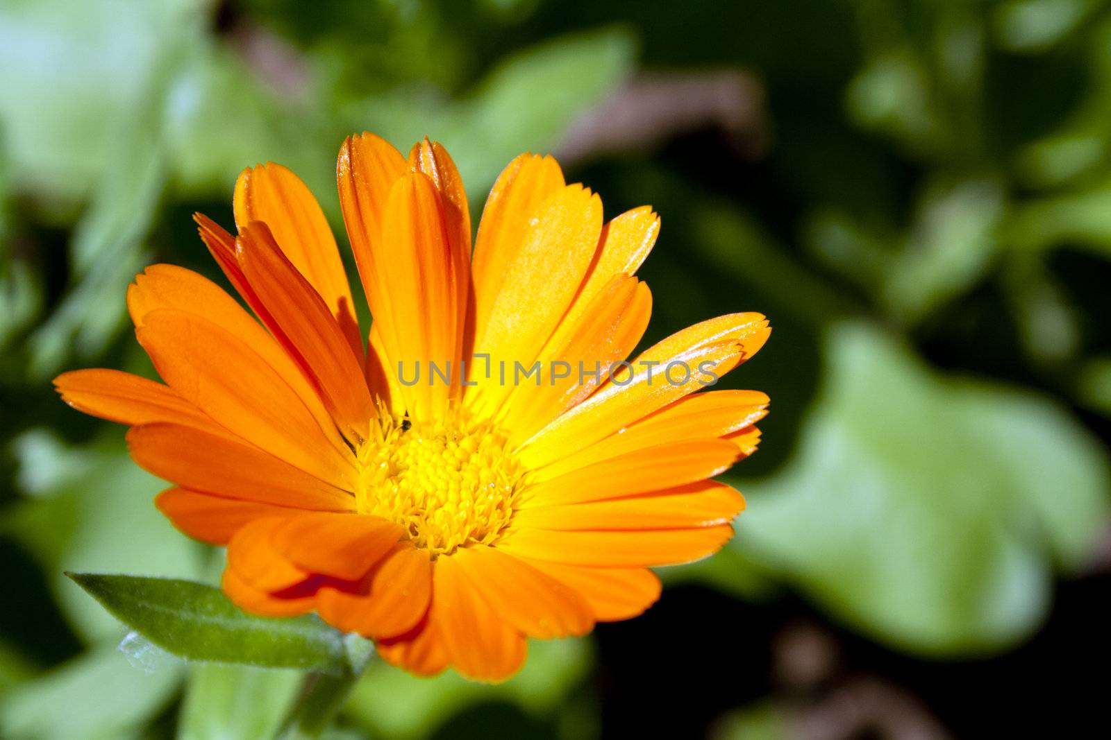 Marigold flower with orange petals