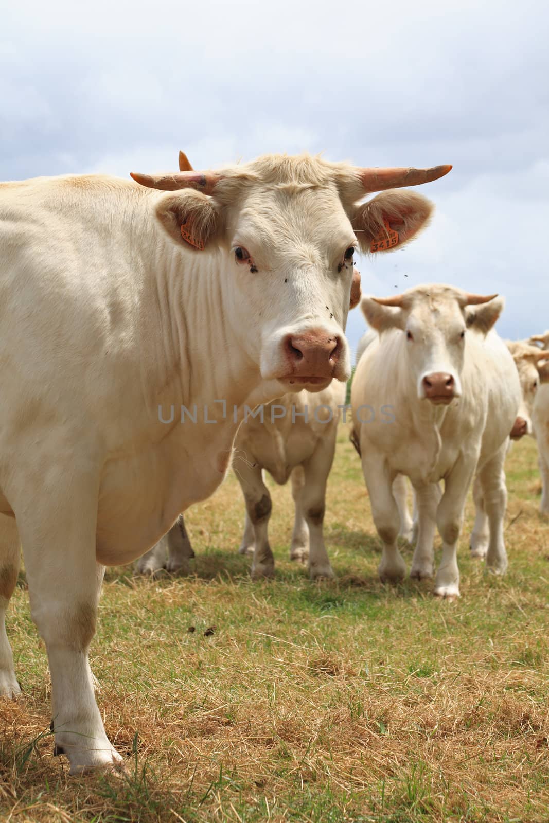 Blonde d'Aquitaine breed in the meadow