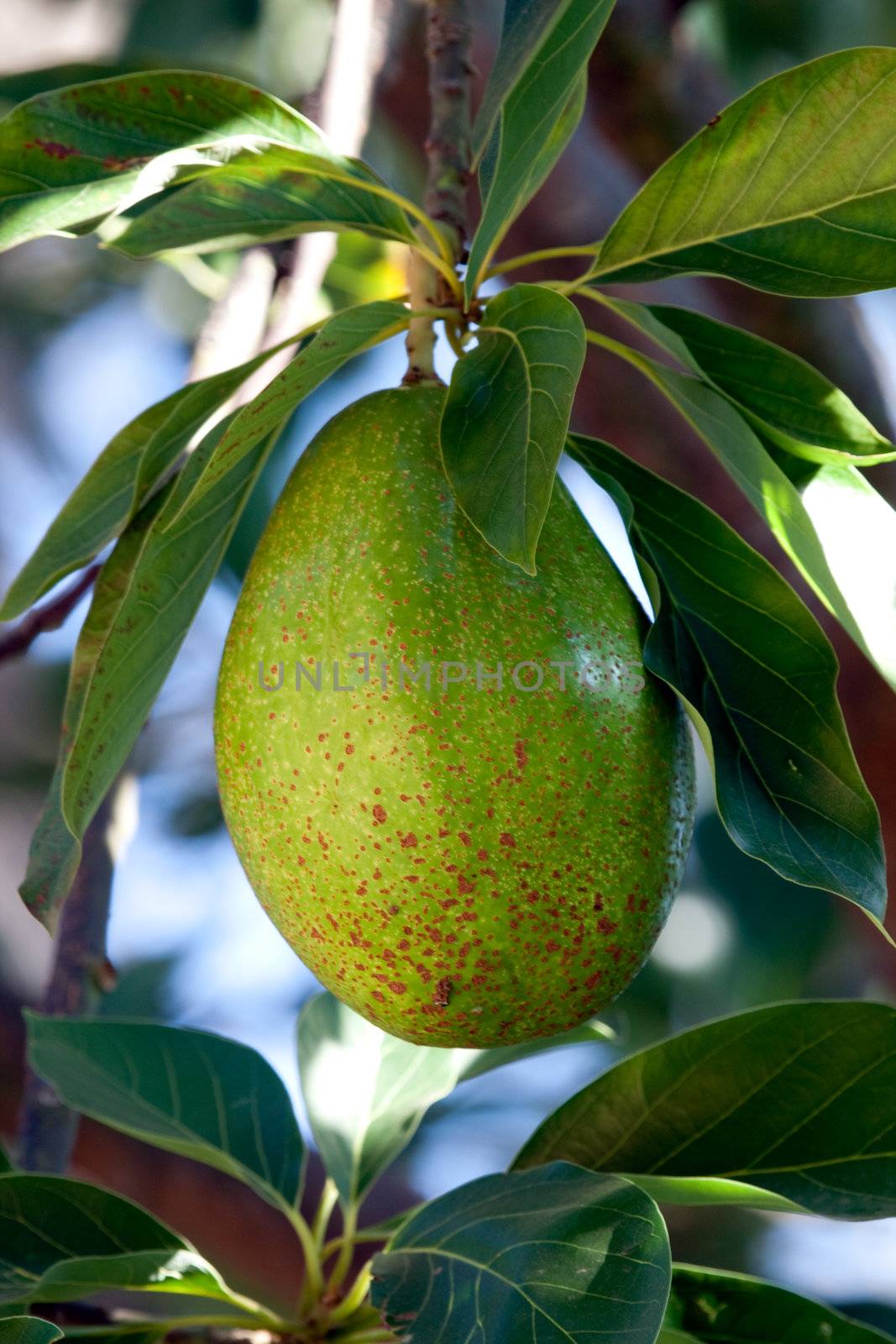 Close up on avocado on a tree