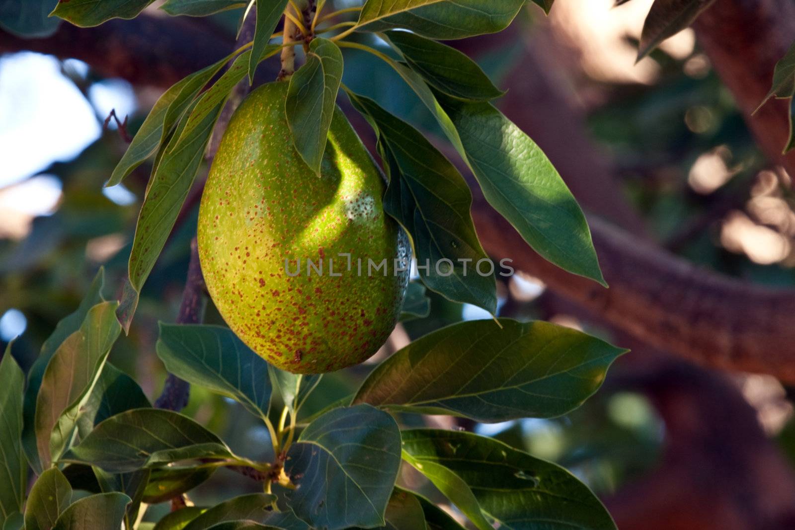 Close up on avocado on a tree