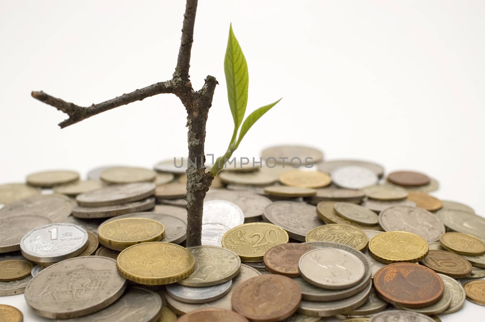 Coins and plant, isolated on white background.