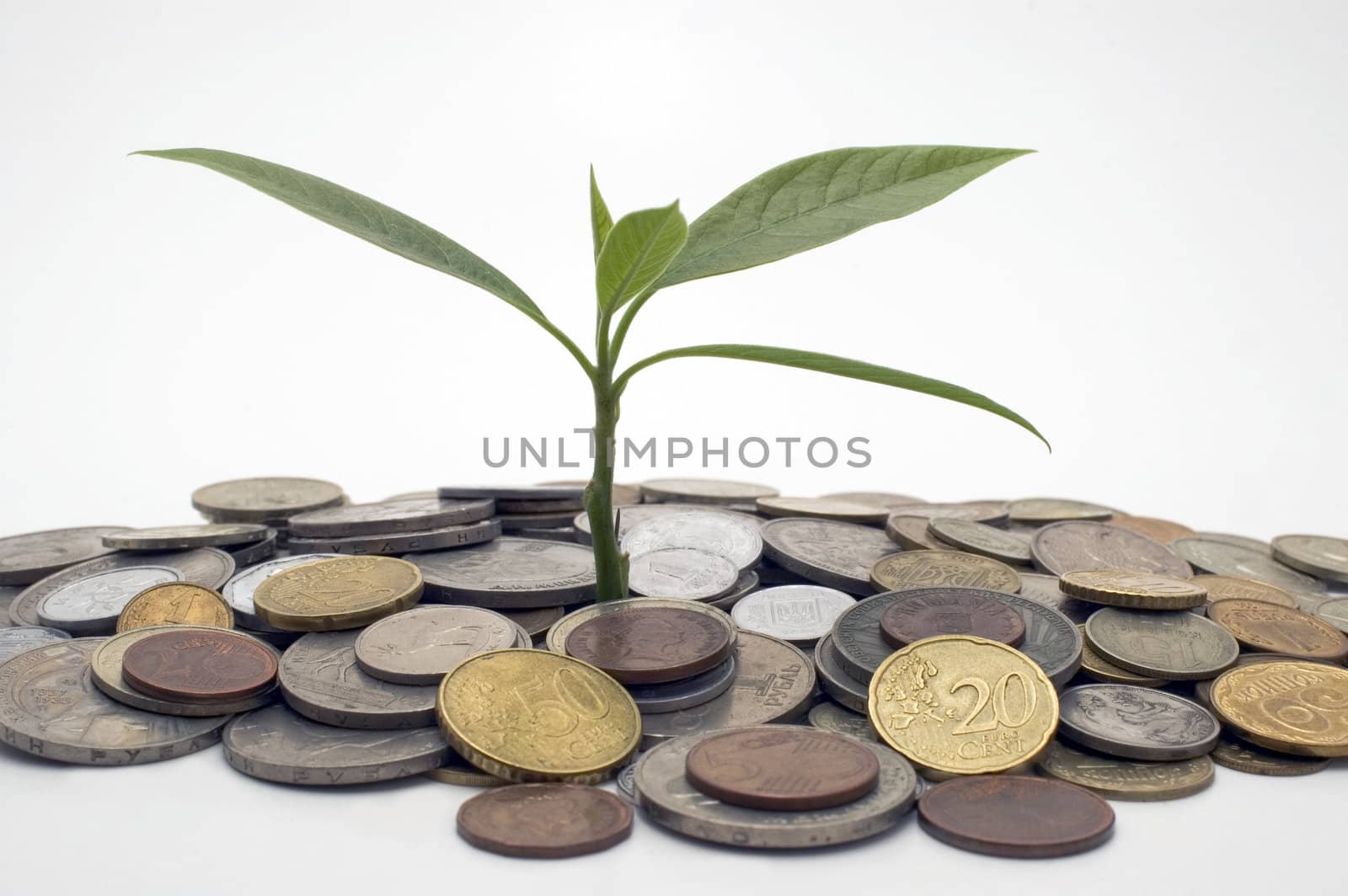 Coins and plant, isolated on white background.