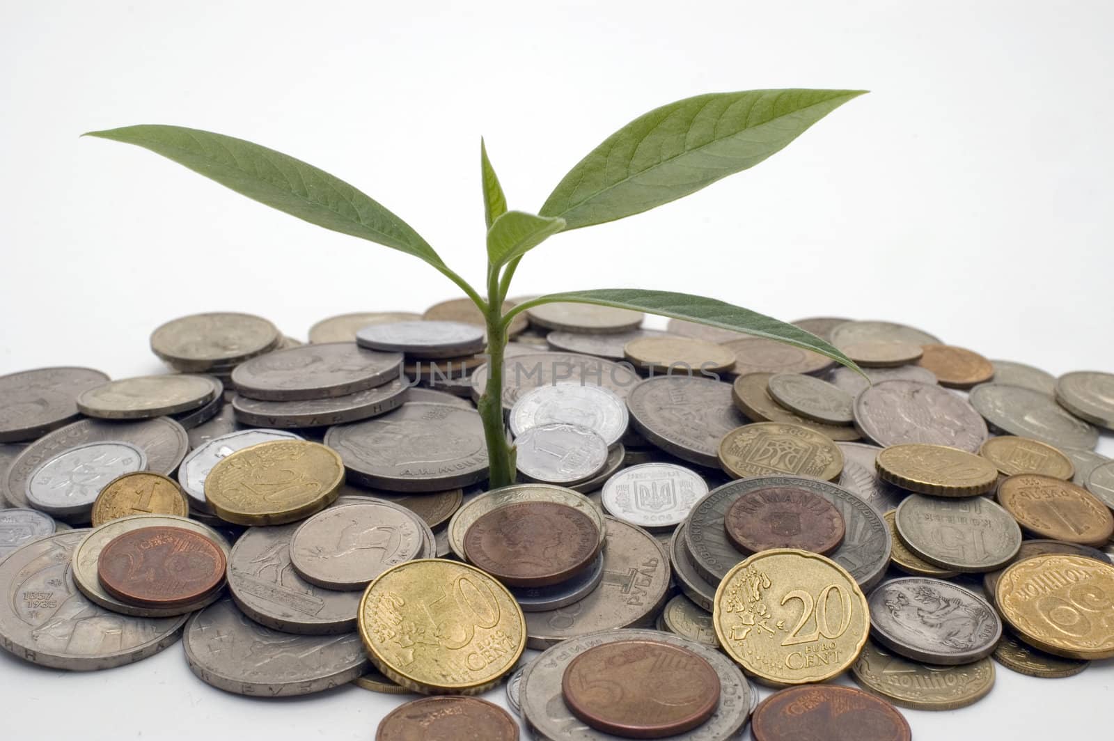 Coins and plant, isolated on white background.