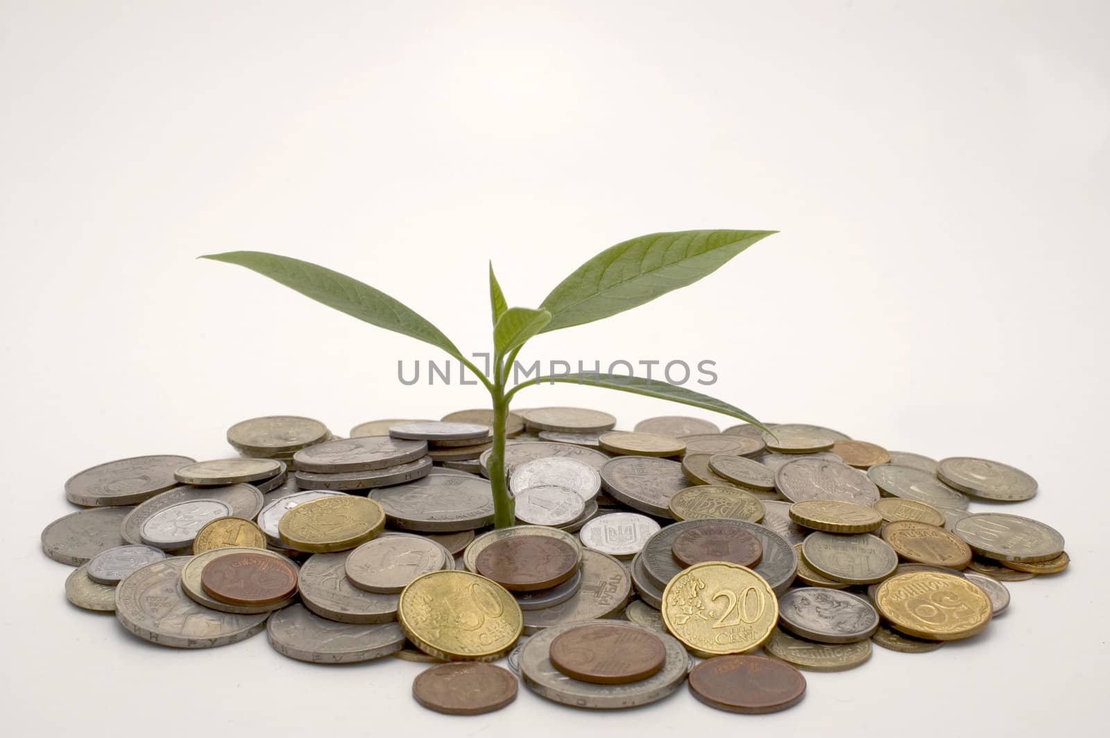 Coins and plant, isolated on white background.