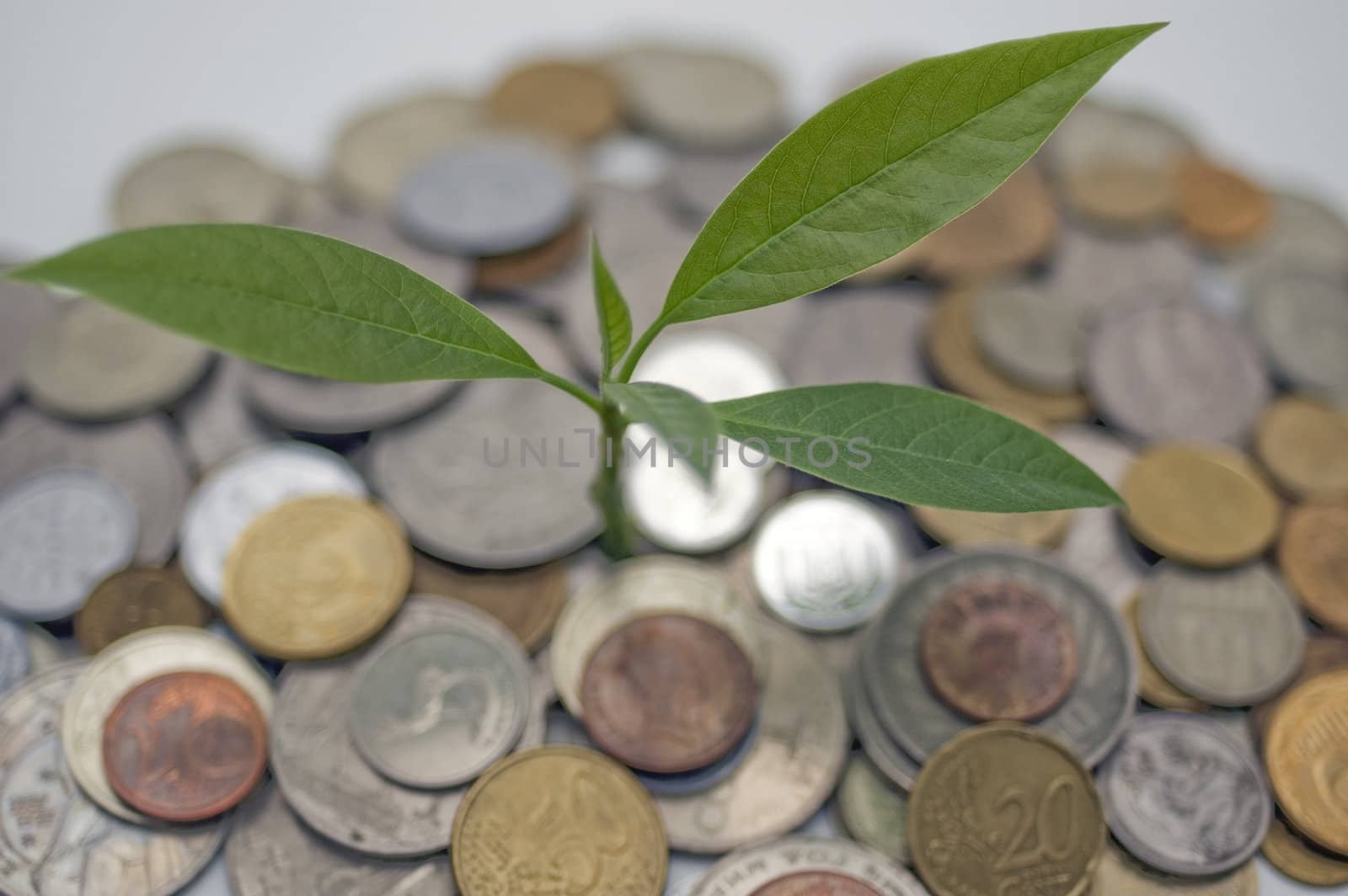 Coins and plant, isolated on white background.
