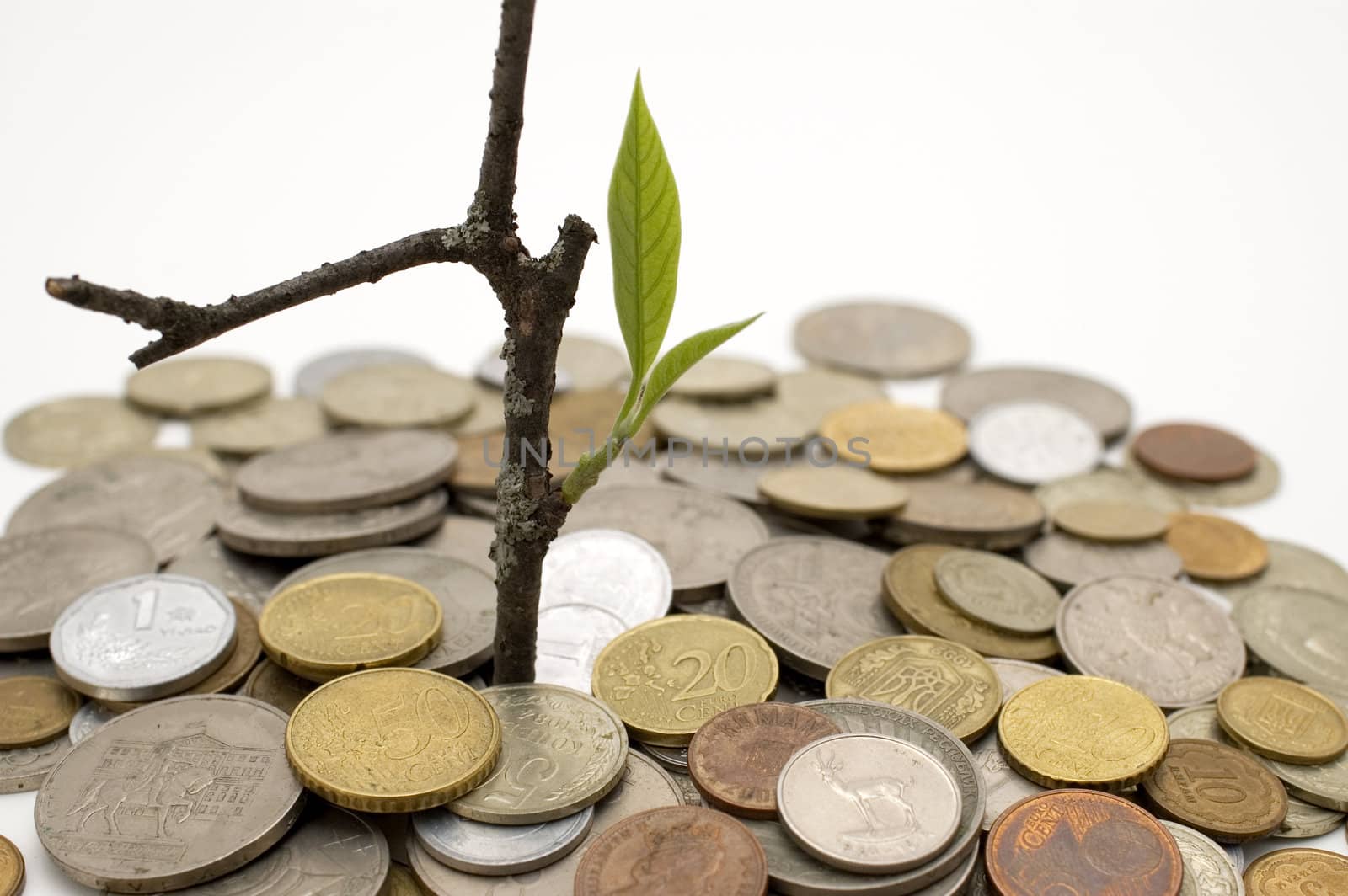 Coins and plant, isolated on white background.