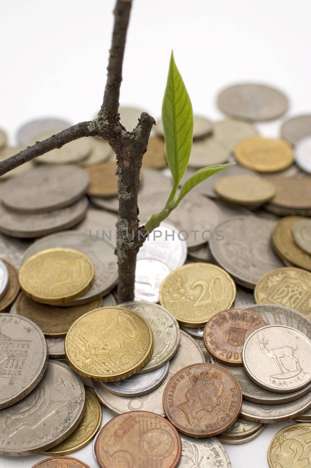 Coins and plant, isolated on white background.