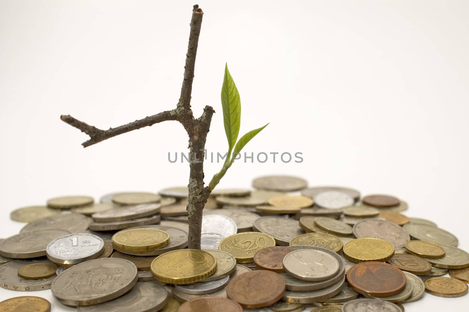 Coins and plant, isolated on white background.