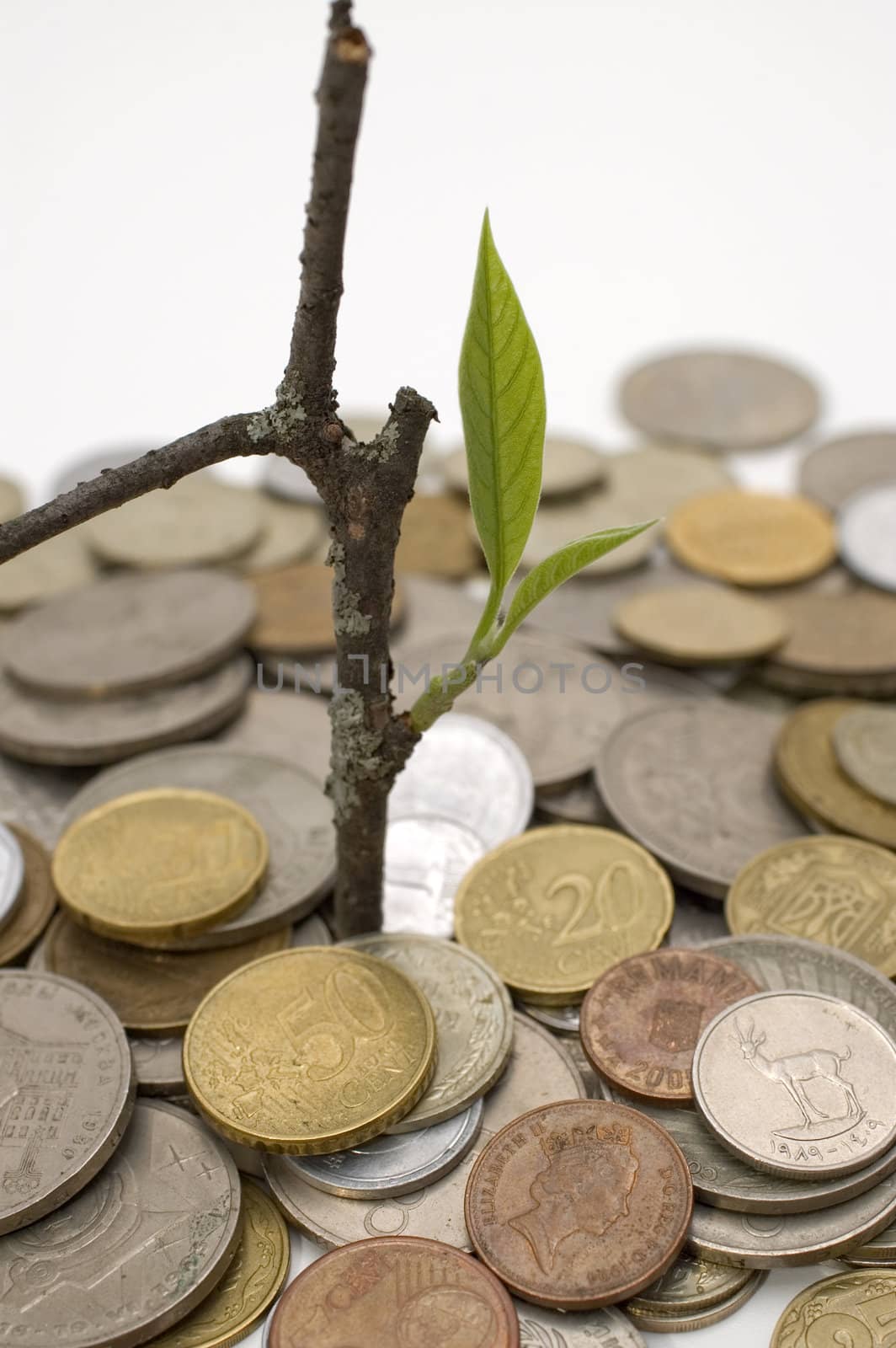 Coins and plant, isolated on white background.