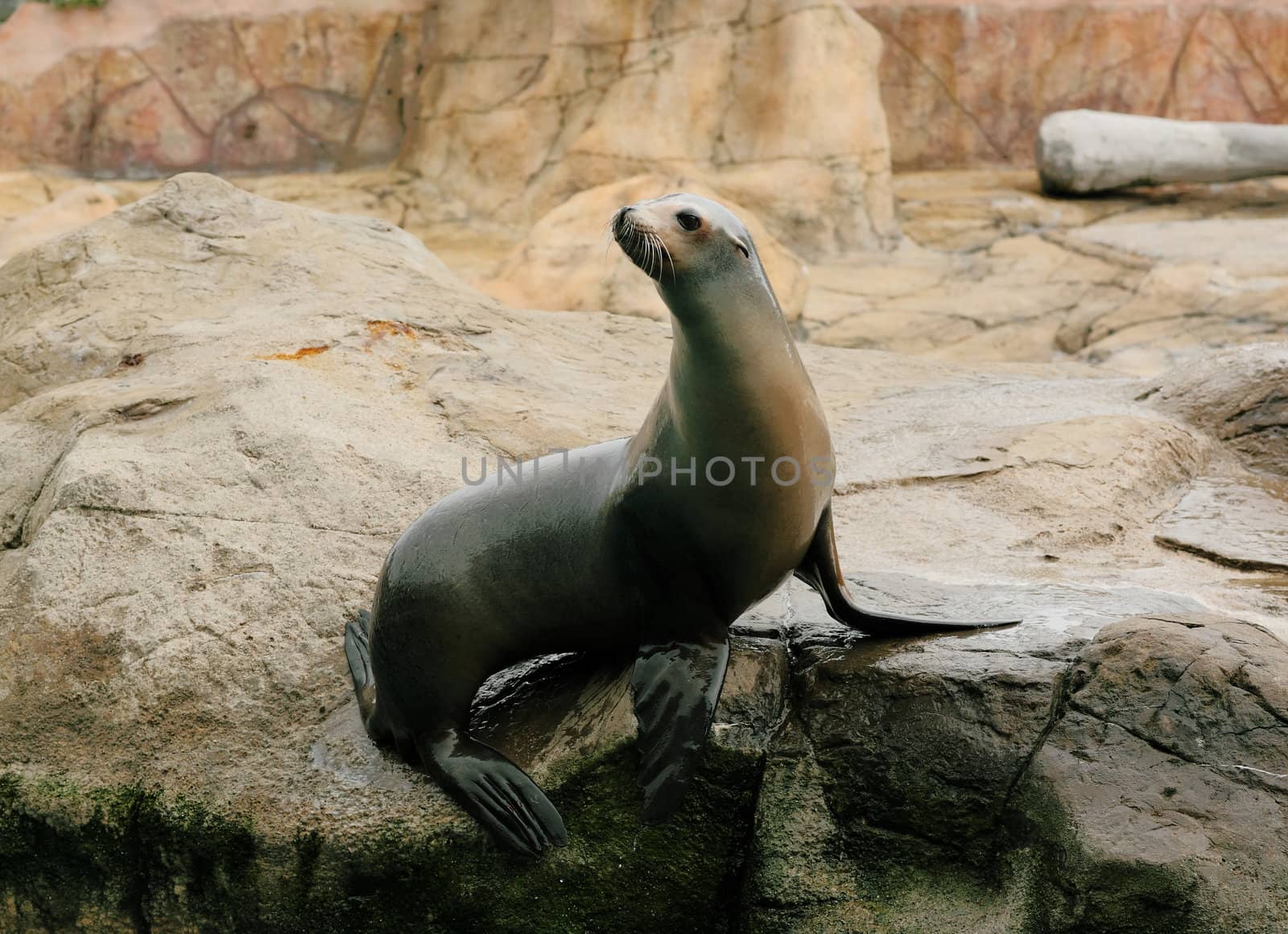 sea lion