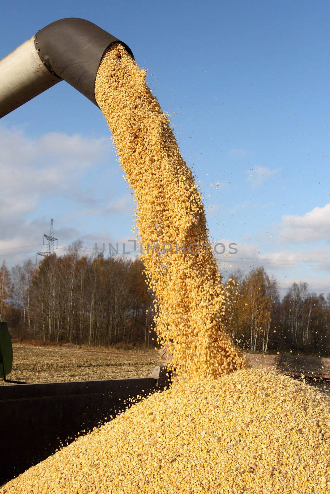 Loading of grain of corn in the car from a combine in the field