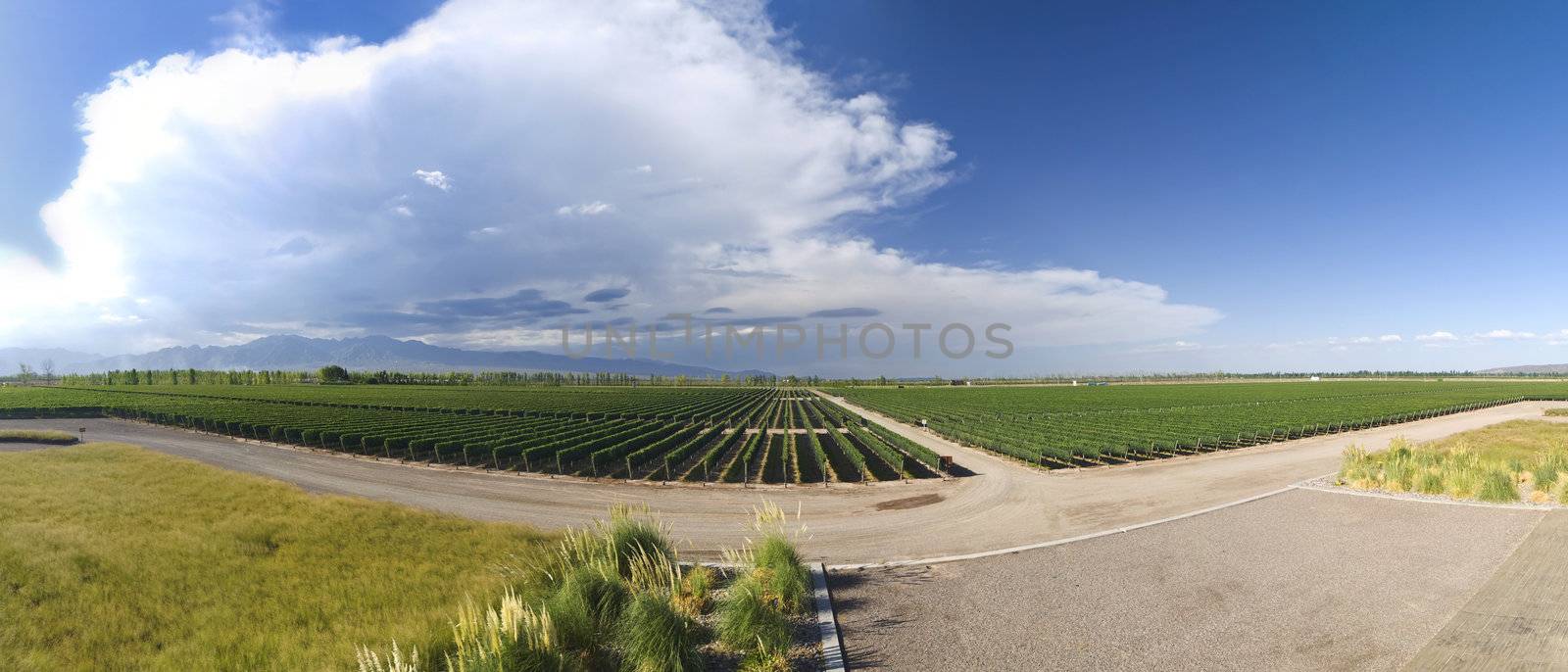 Panorama of a large vineyard  in Mendoza, Argentina.