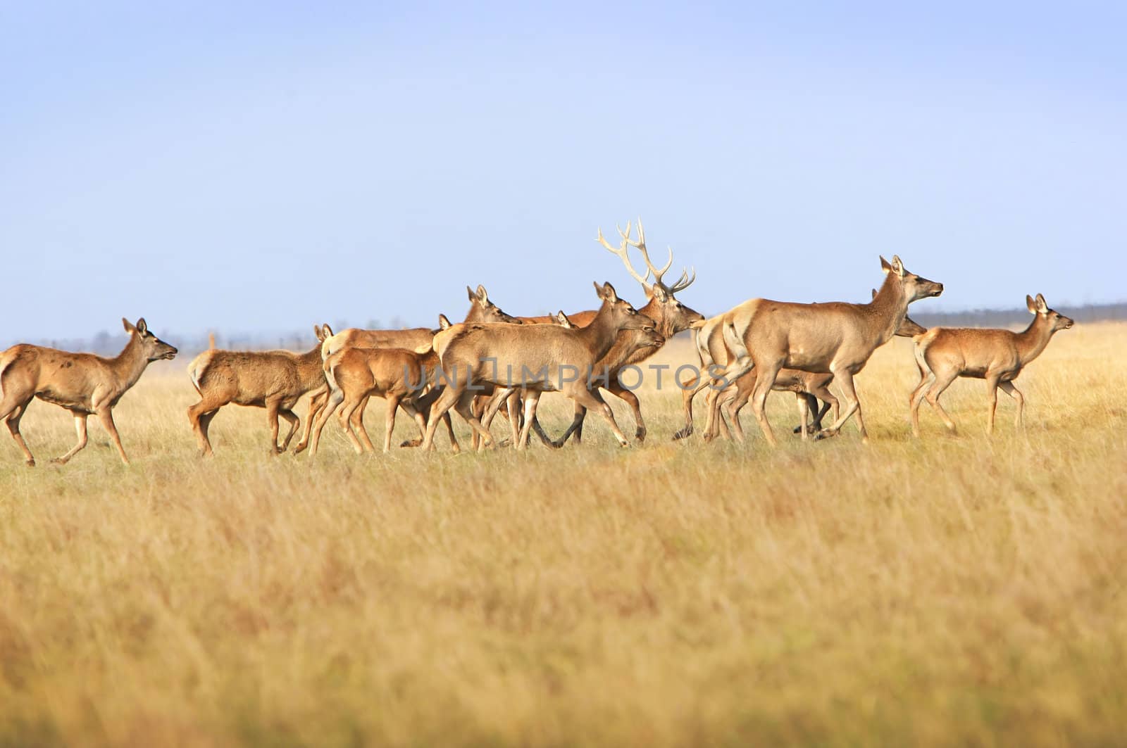  Herd of a whitetail deer on a meadow. Ascania-Nova. Ukraine
