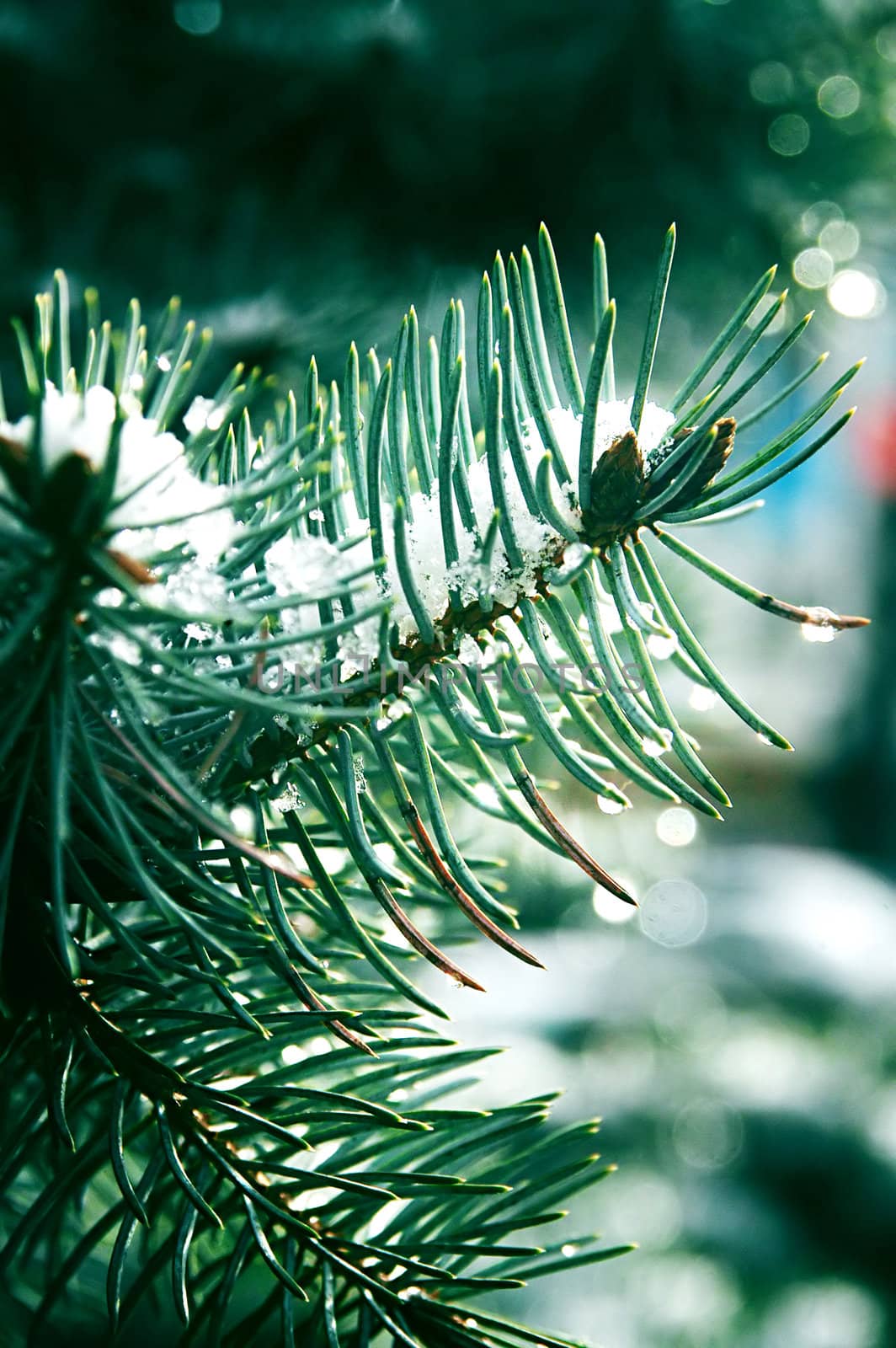 Branch of a fur-tree covered by the first snow