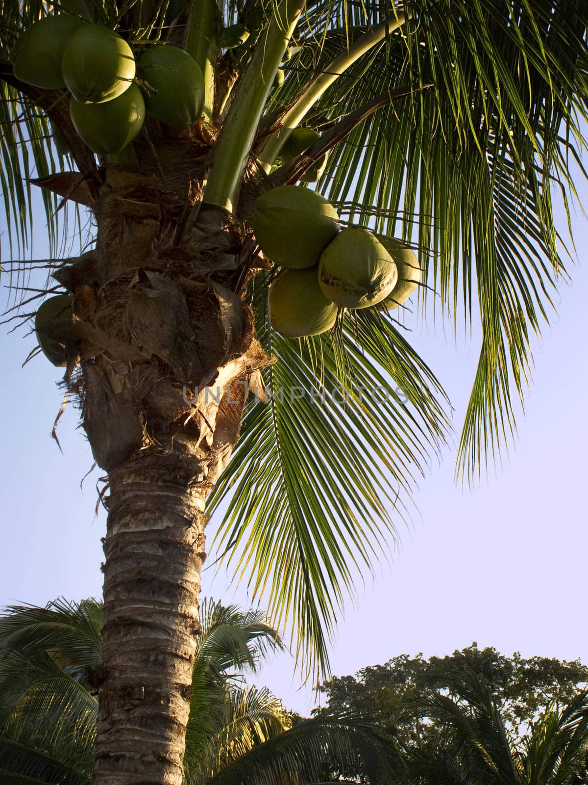 Close up of a coconut tree with coconut still hanging on the branch