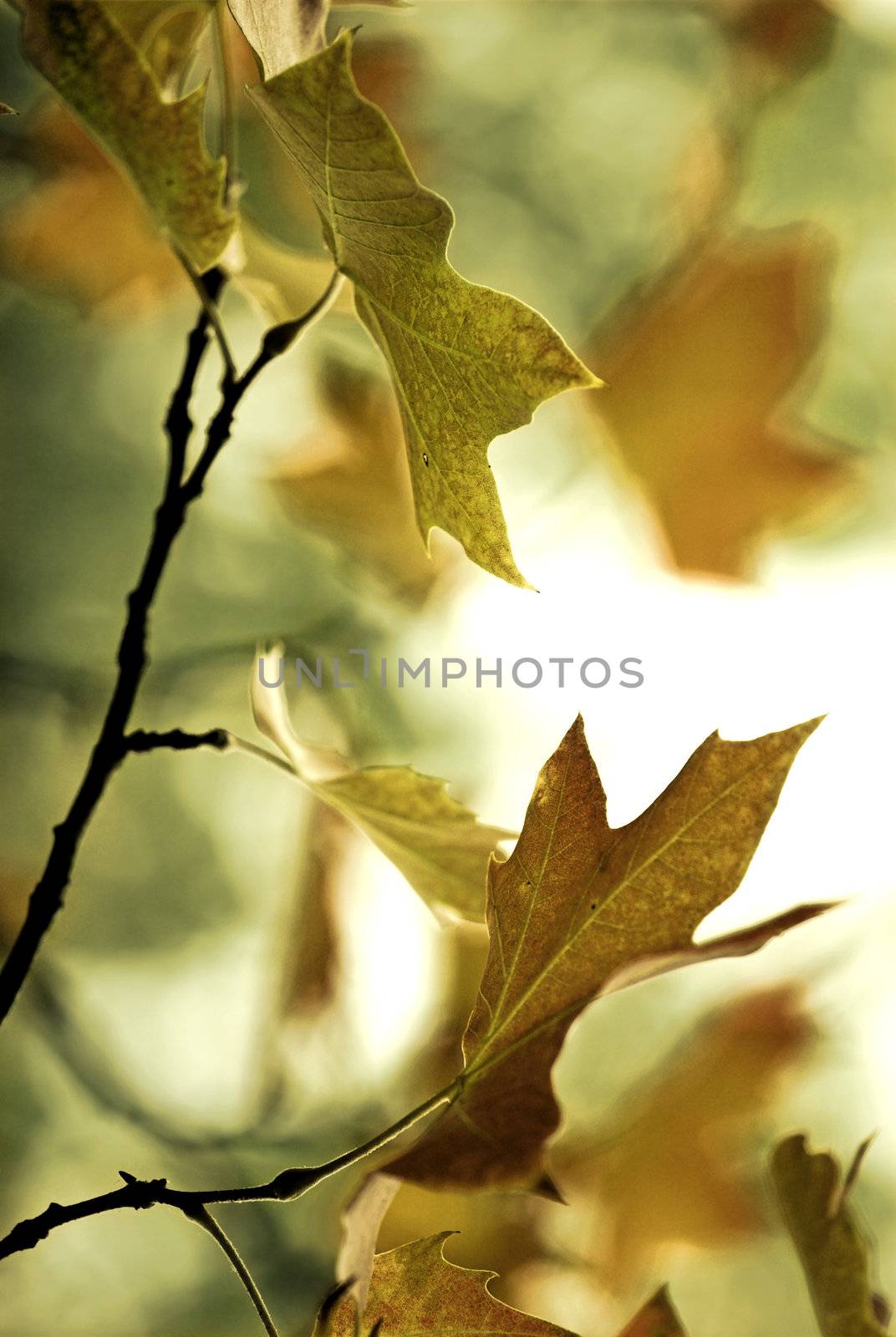 Beautiful colored fall leaves - Great Autumn background