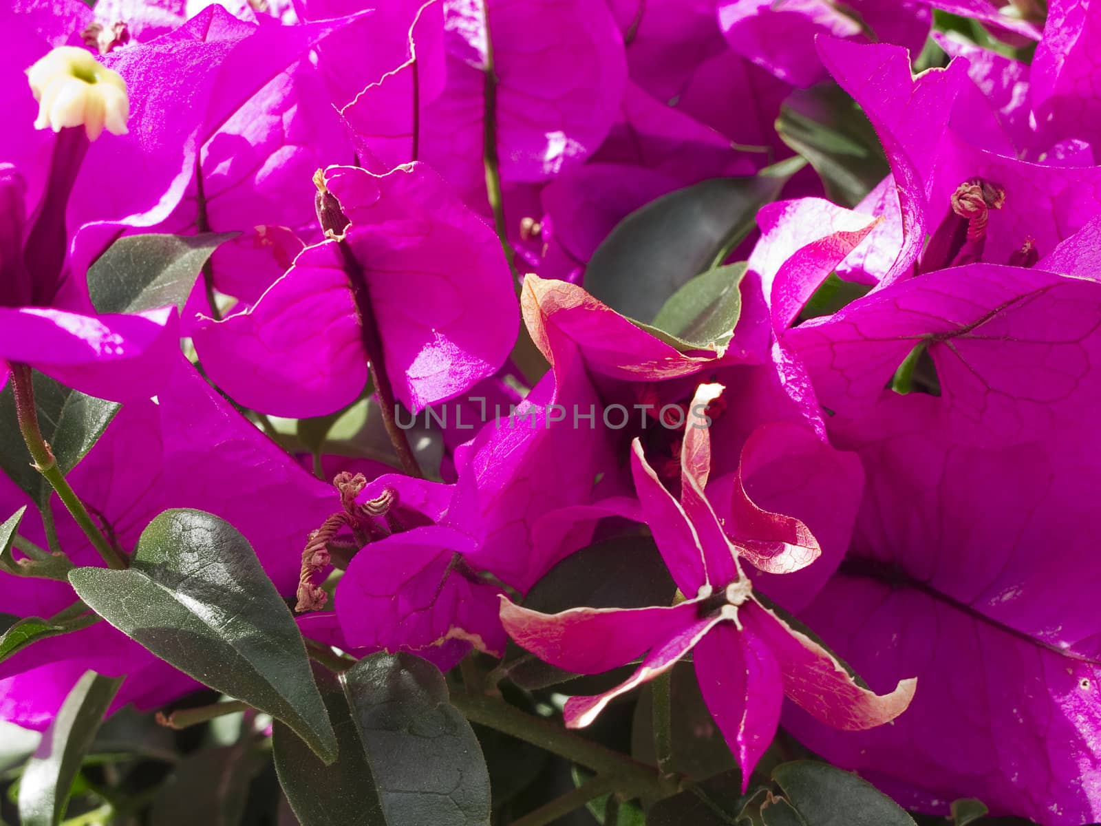 Closes of a pink tropical flower