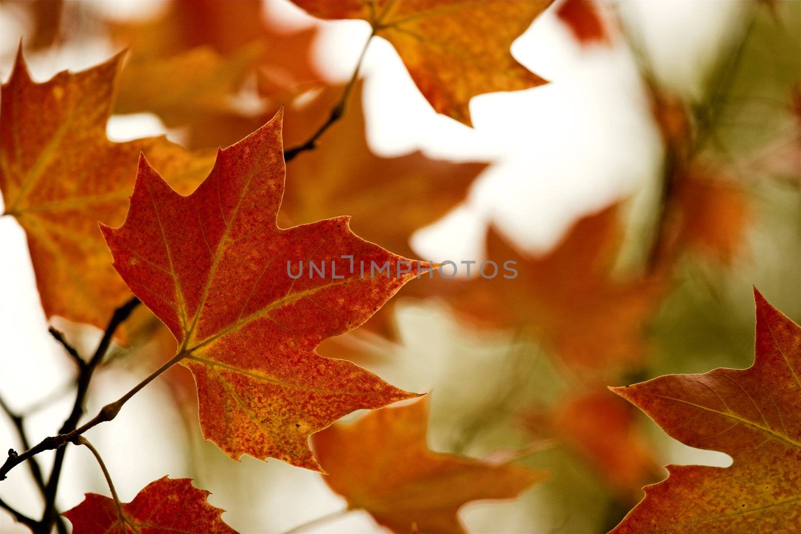 Fall leaves by Iko