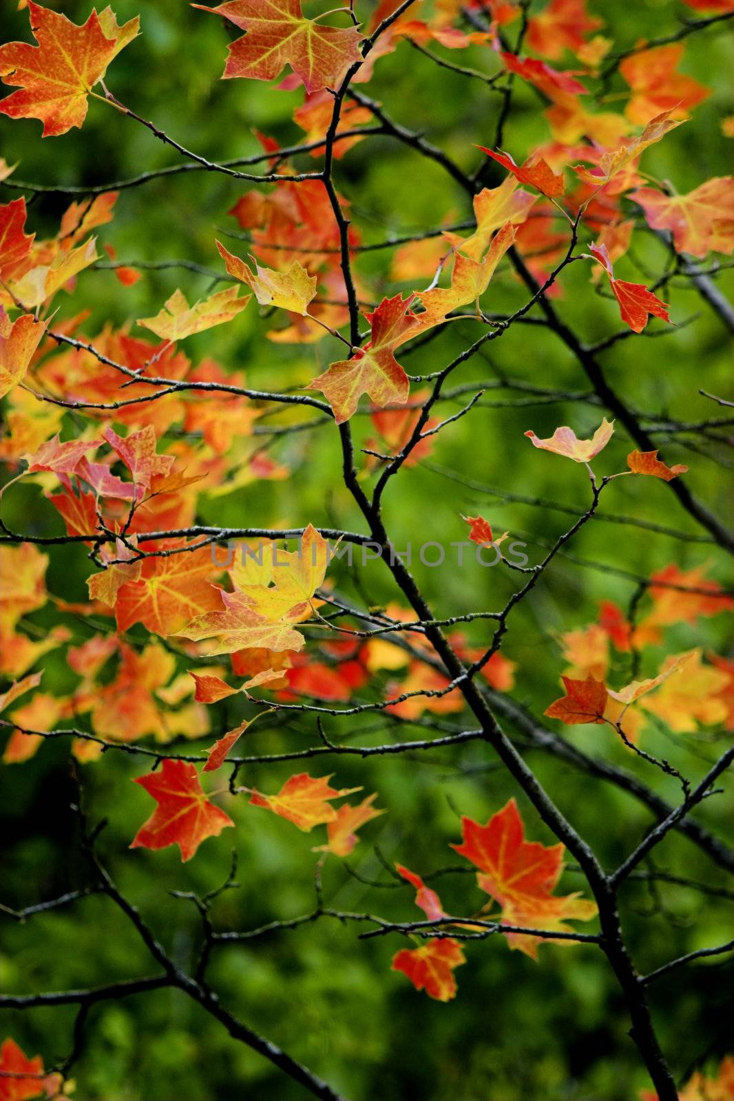 Beautiful colored fall leaves - Great Autumn background