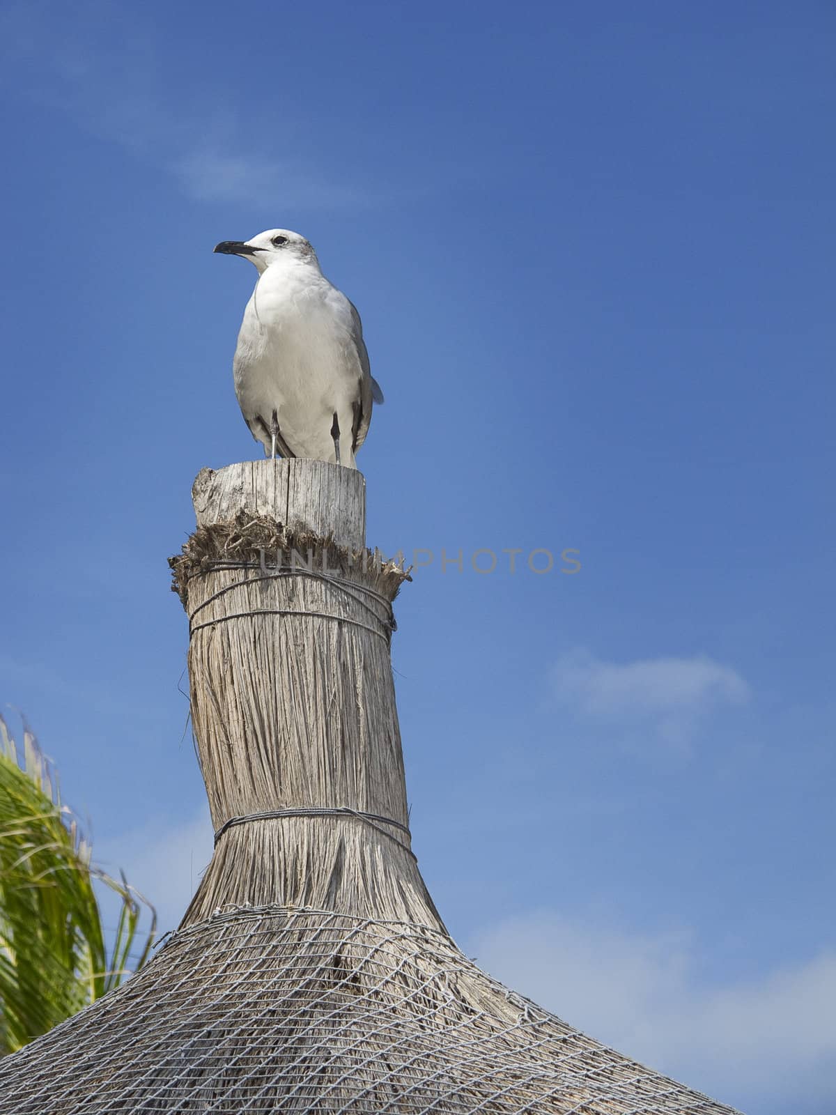 Sea gull standing on top of a hut roof