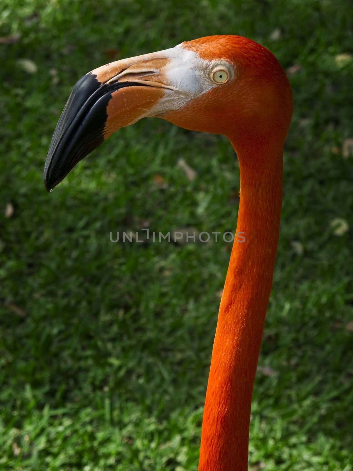 close up of a pink flamingo head against a grass background