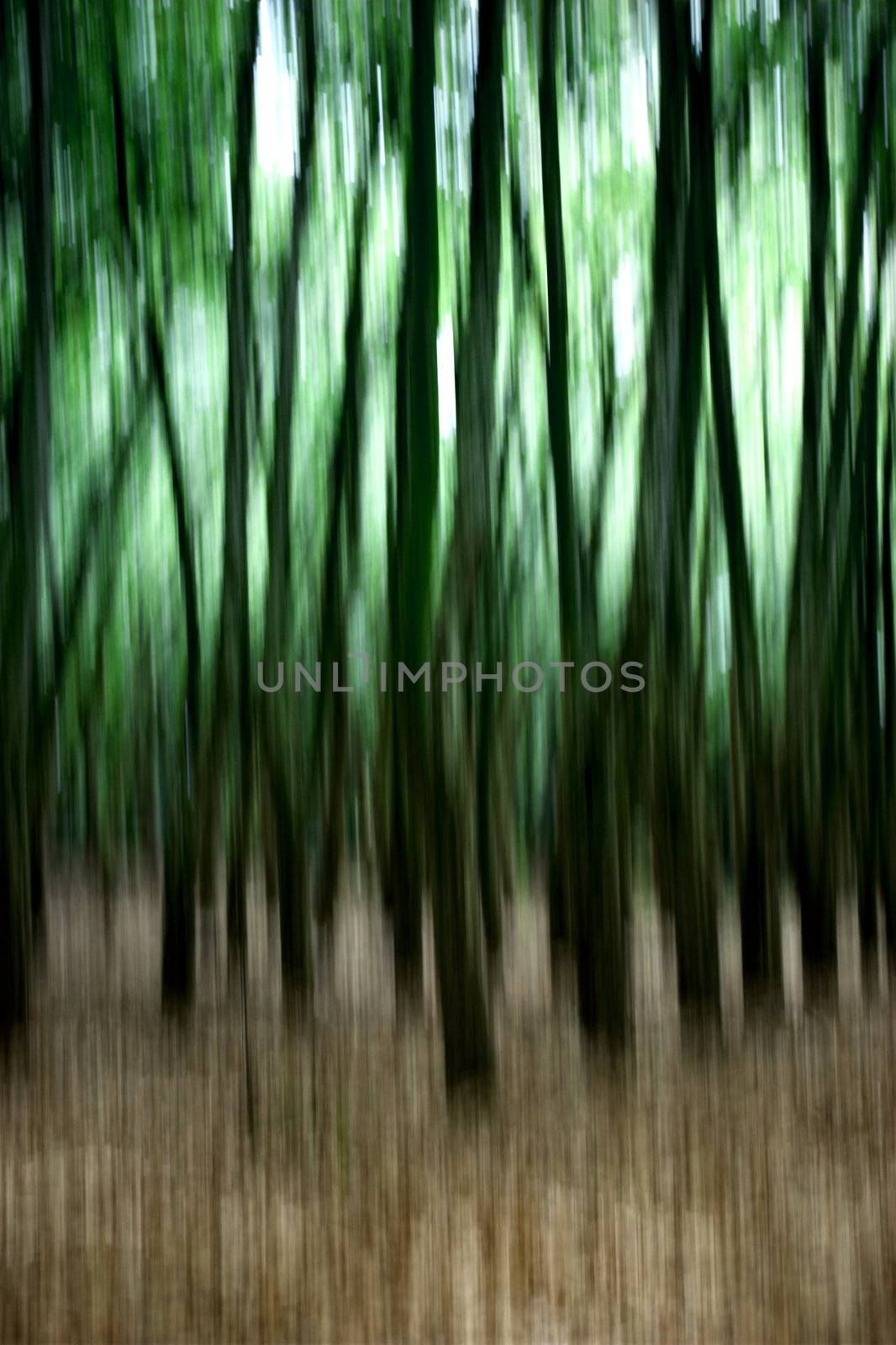 Green Forest by Iko