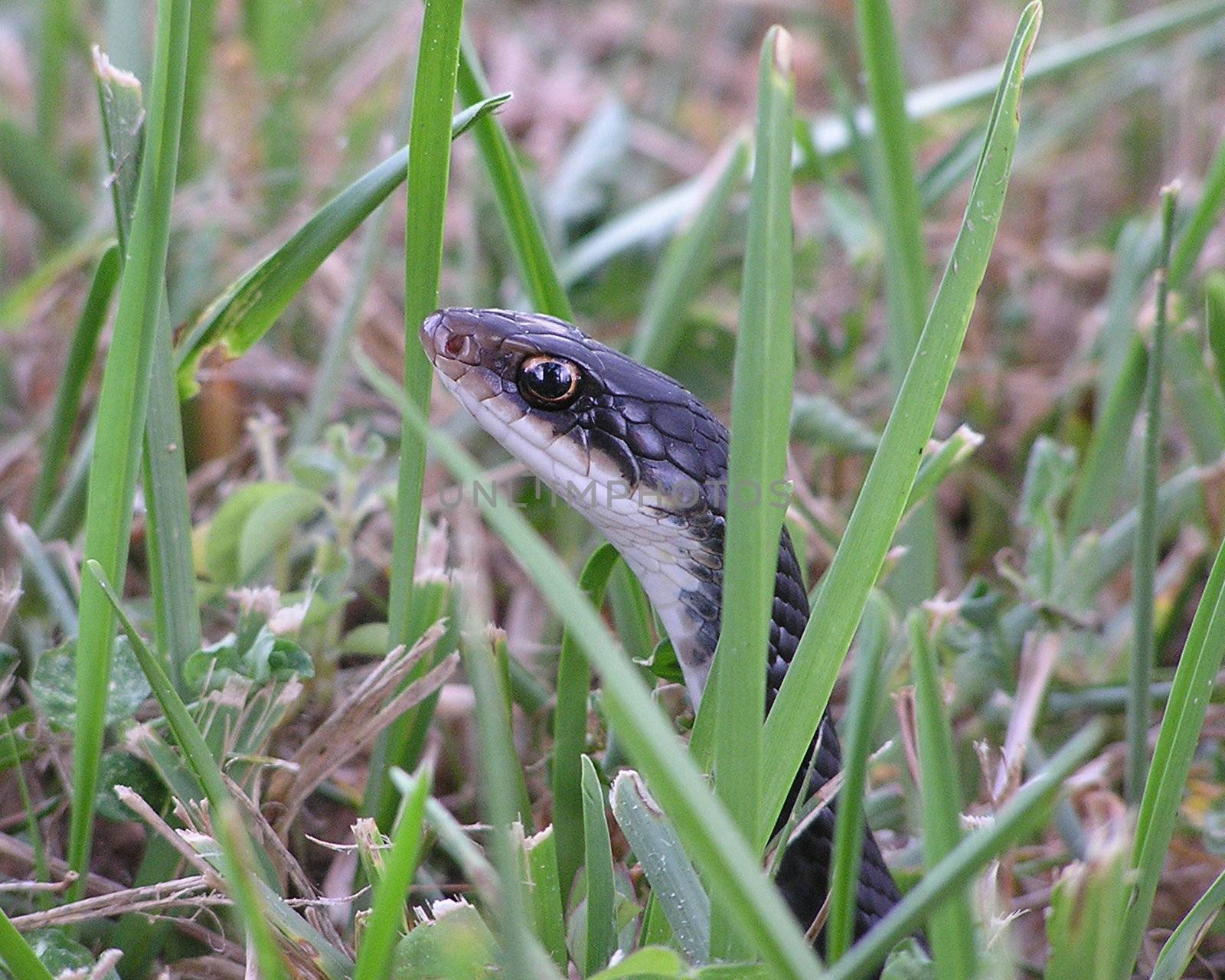 Black Racer Snake by nalaphoto