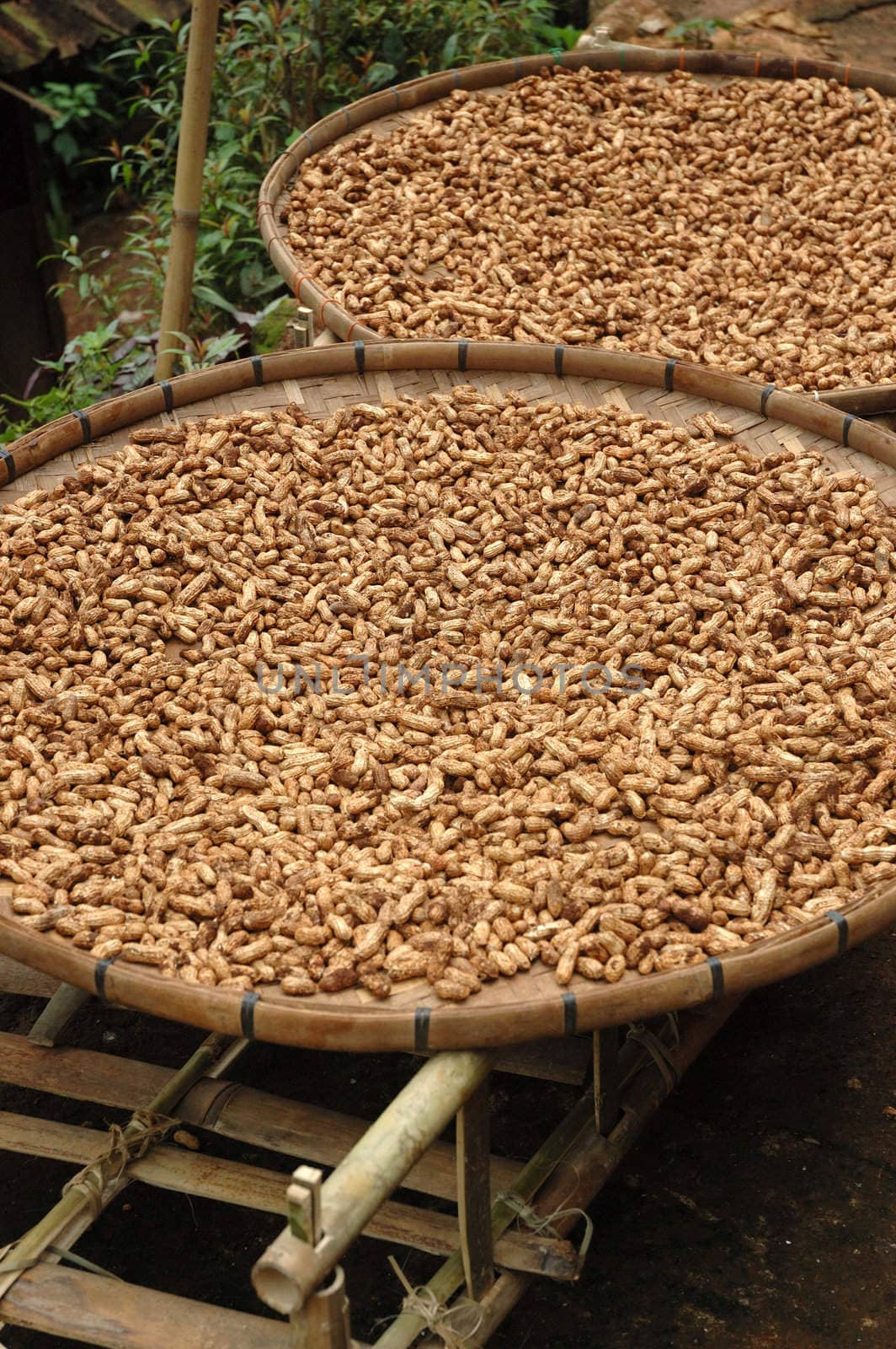 peanuts that planted and produced by many people