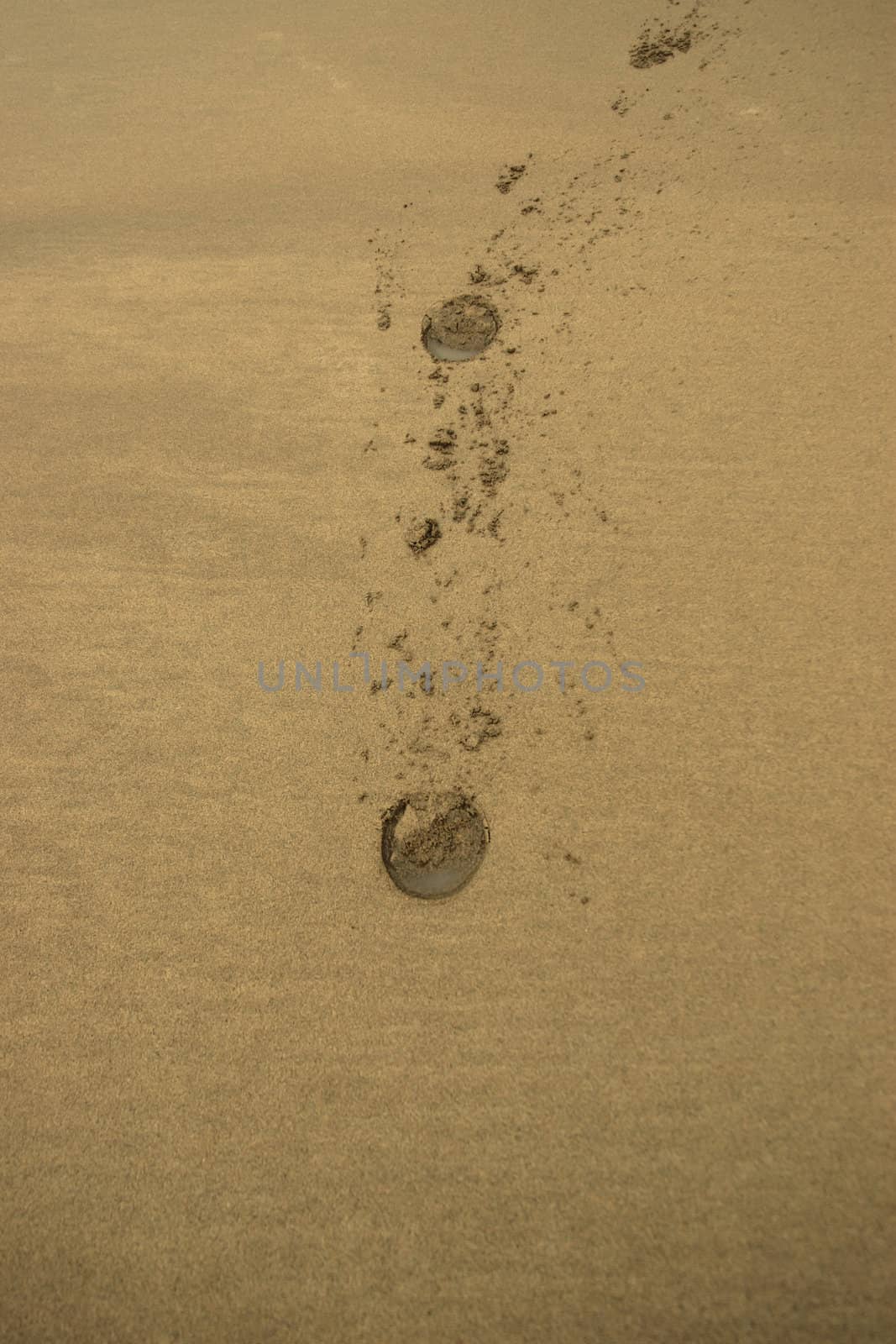 hoofprints on a sandy ballybunion beach on irelands west coast