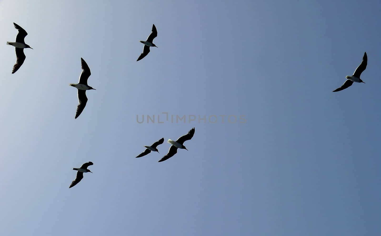 A flock of seagulls flying over the sea against the blue cloudless sky. 