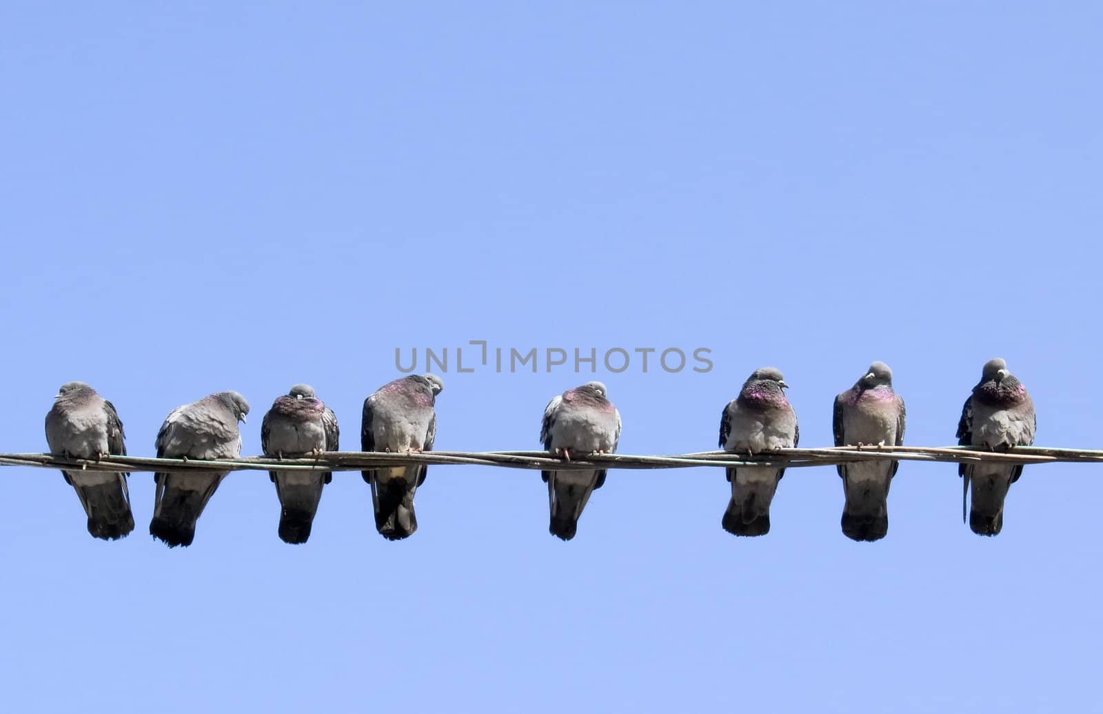 Pigeons warming themselves in the spring sun, sitting on the wire.