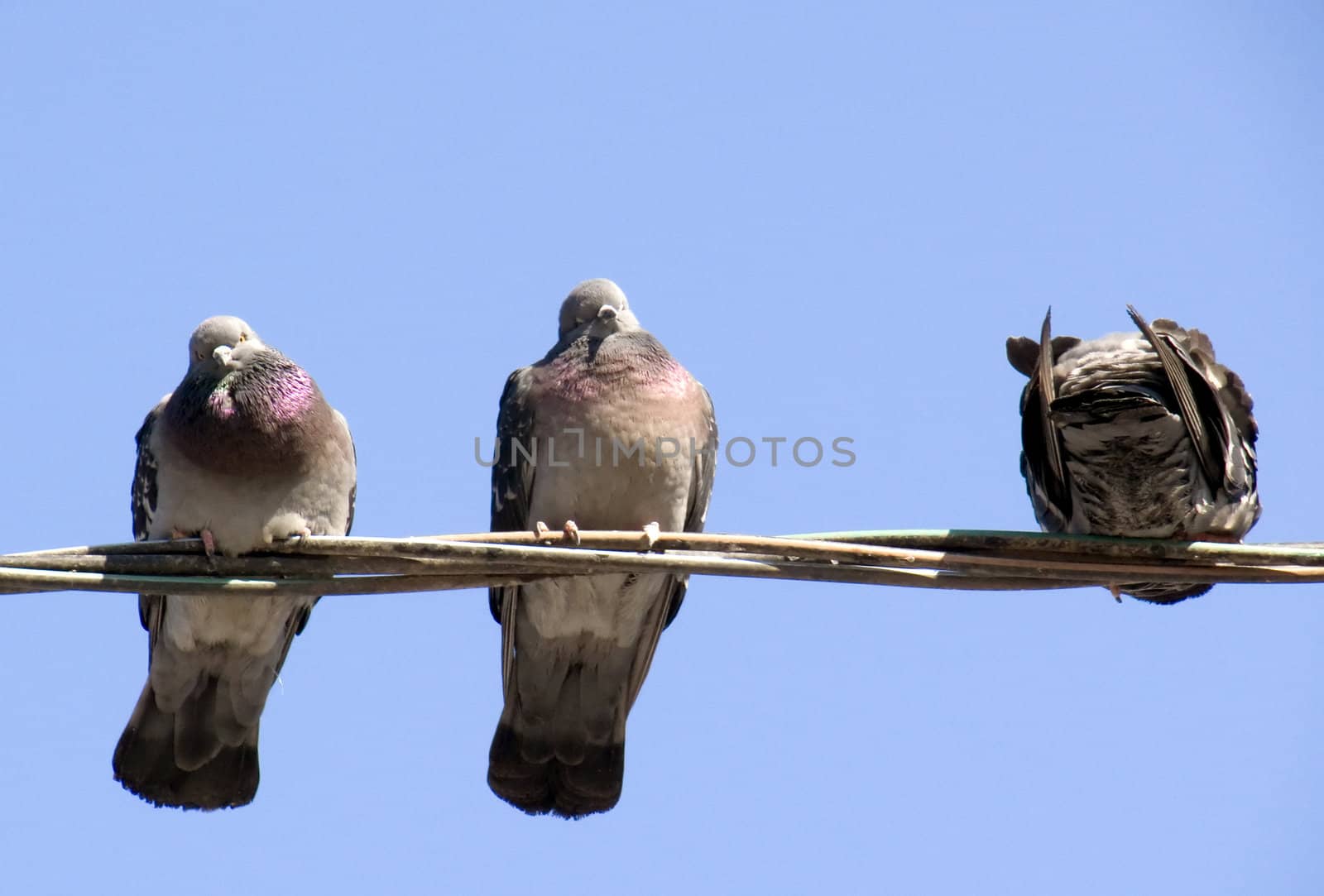 Pigeons warming themselves in the spring sun, sitting on the wire.
