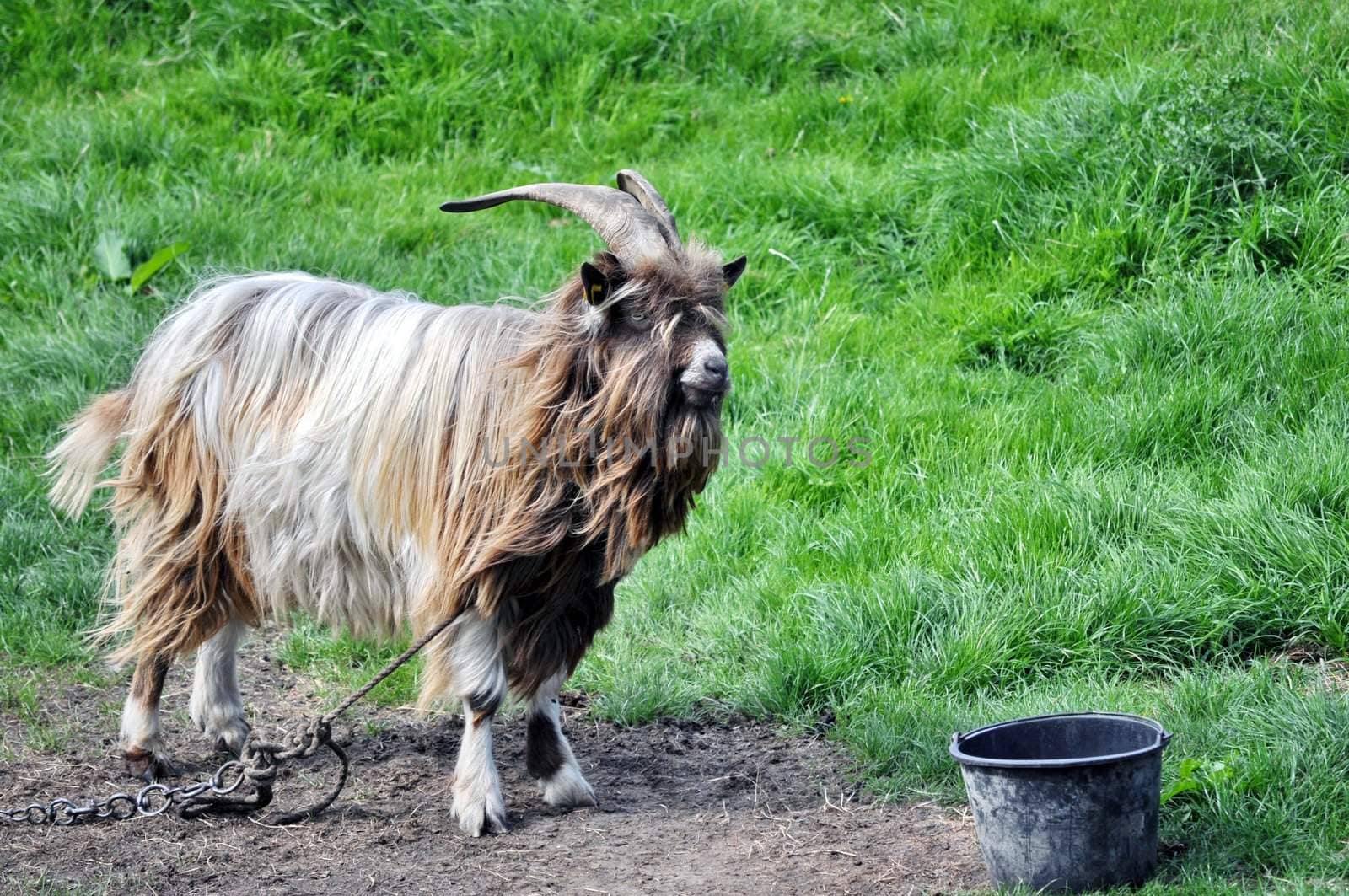 White chained goat, looking into