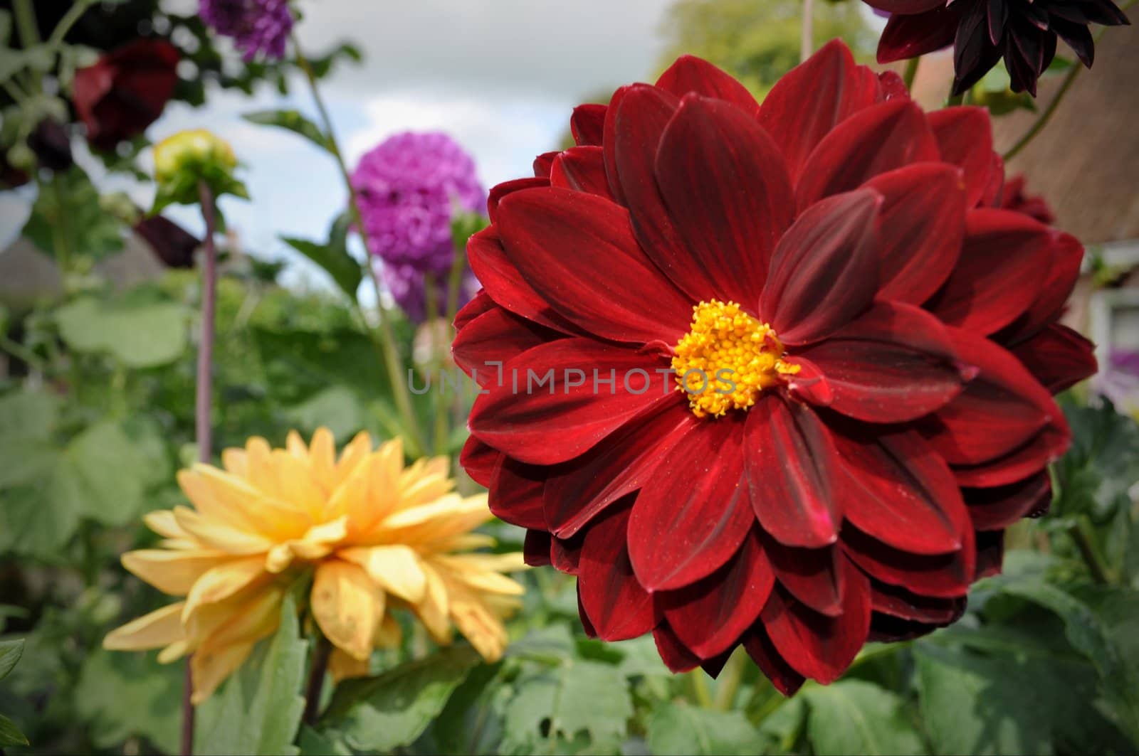 Red and yellow flowers in botanical garden, Netherlands