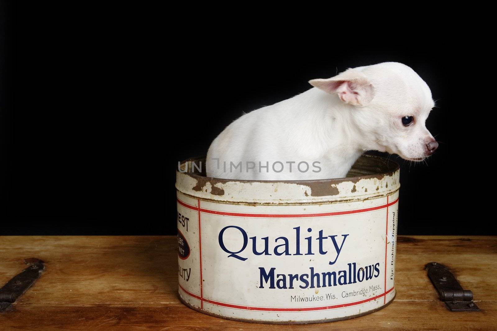 A lonely Chihuahua