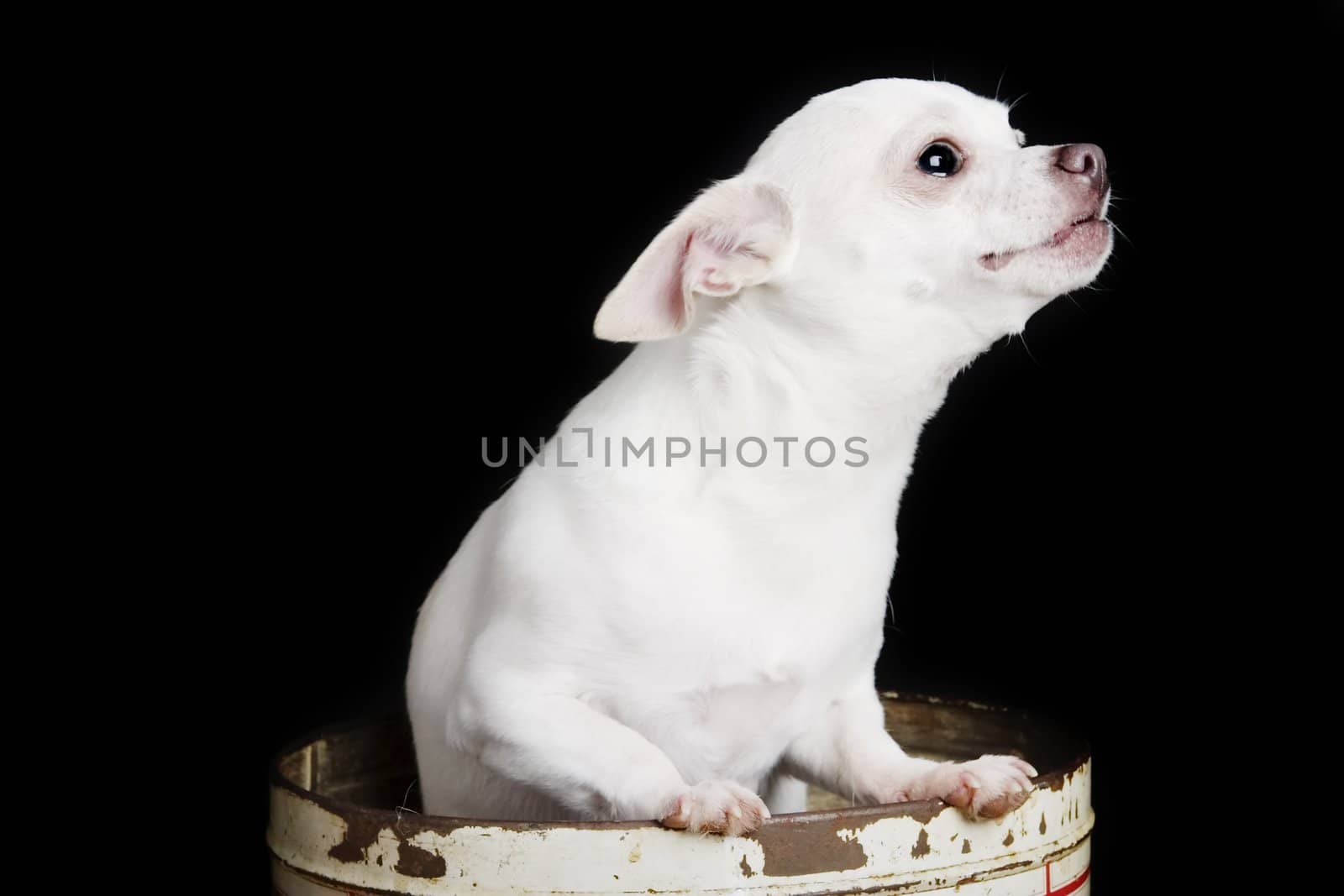 A chihuahua posing for the camera in a can.