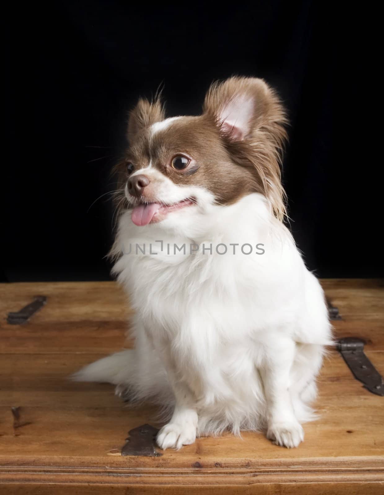 A chihuahua posing for the camera