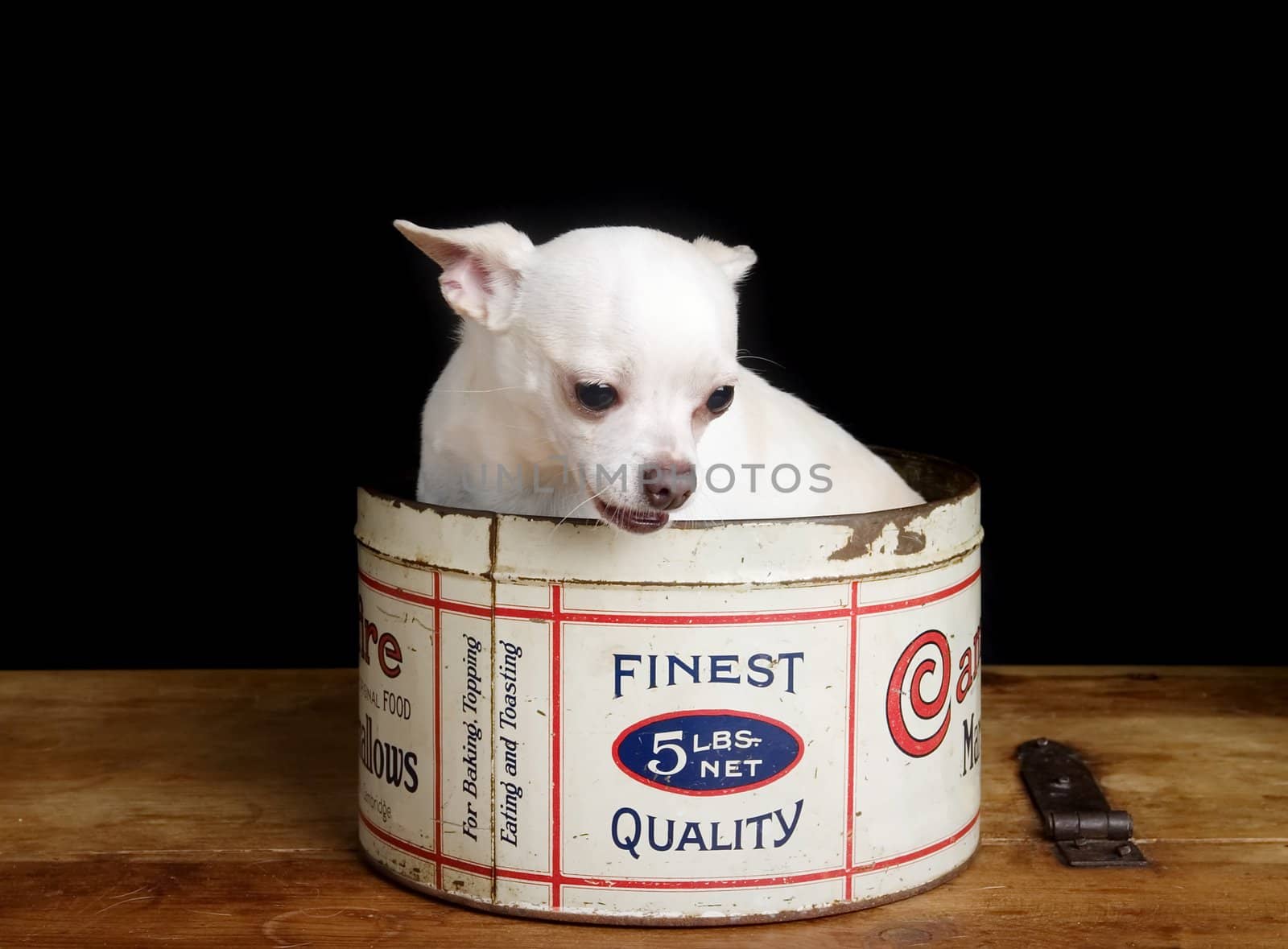A chihuahua posing for the camera