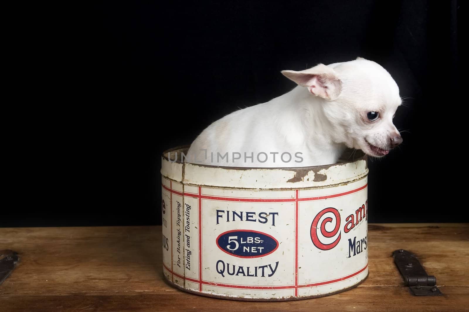 A chihuahua posing for the camera