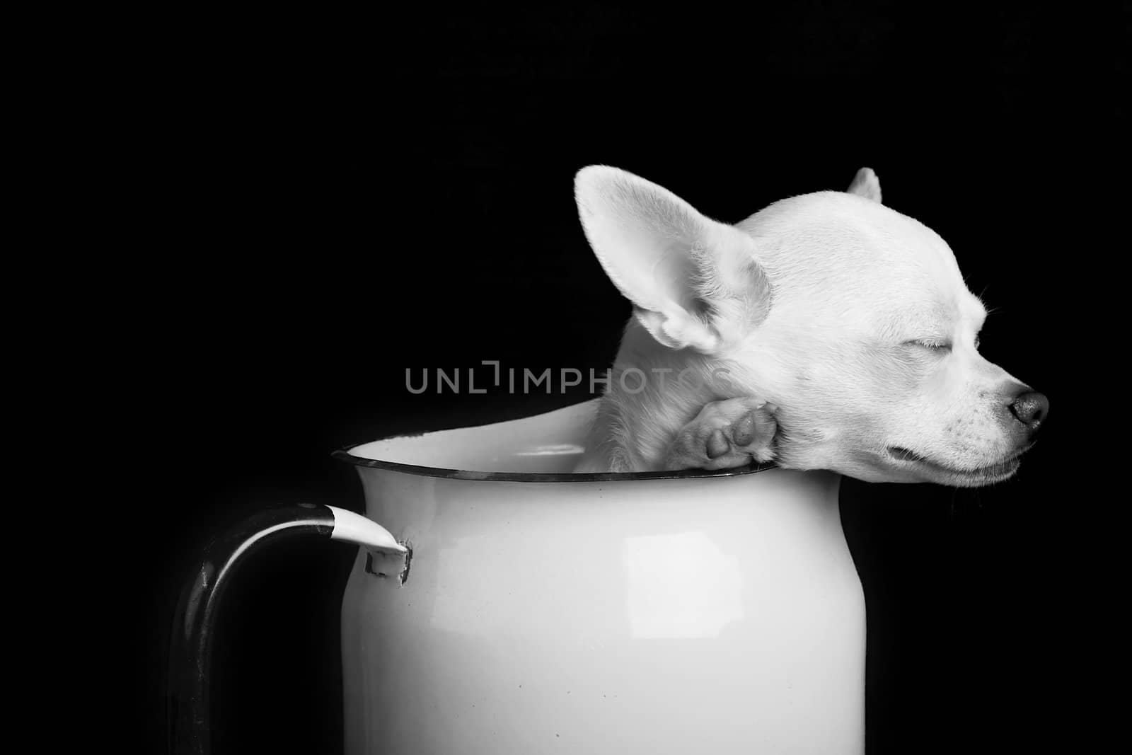 A chihuahua resting in Black and White