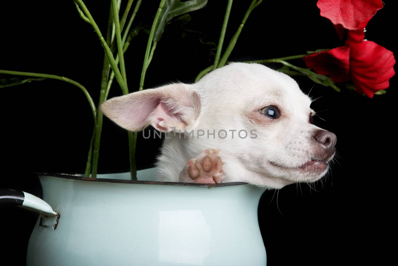 A chihuahua posing for the camera