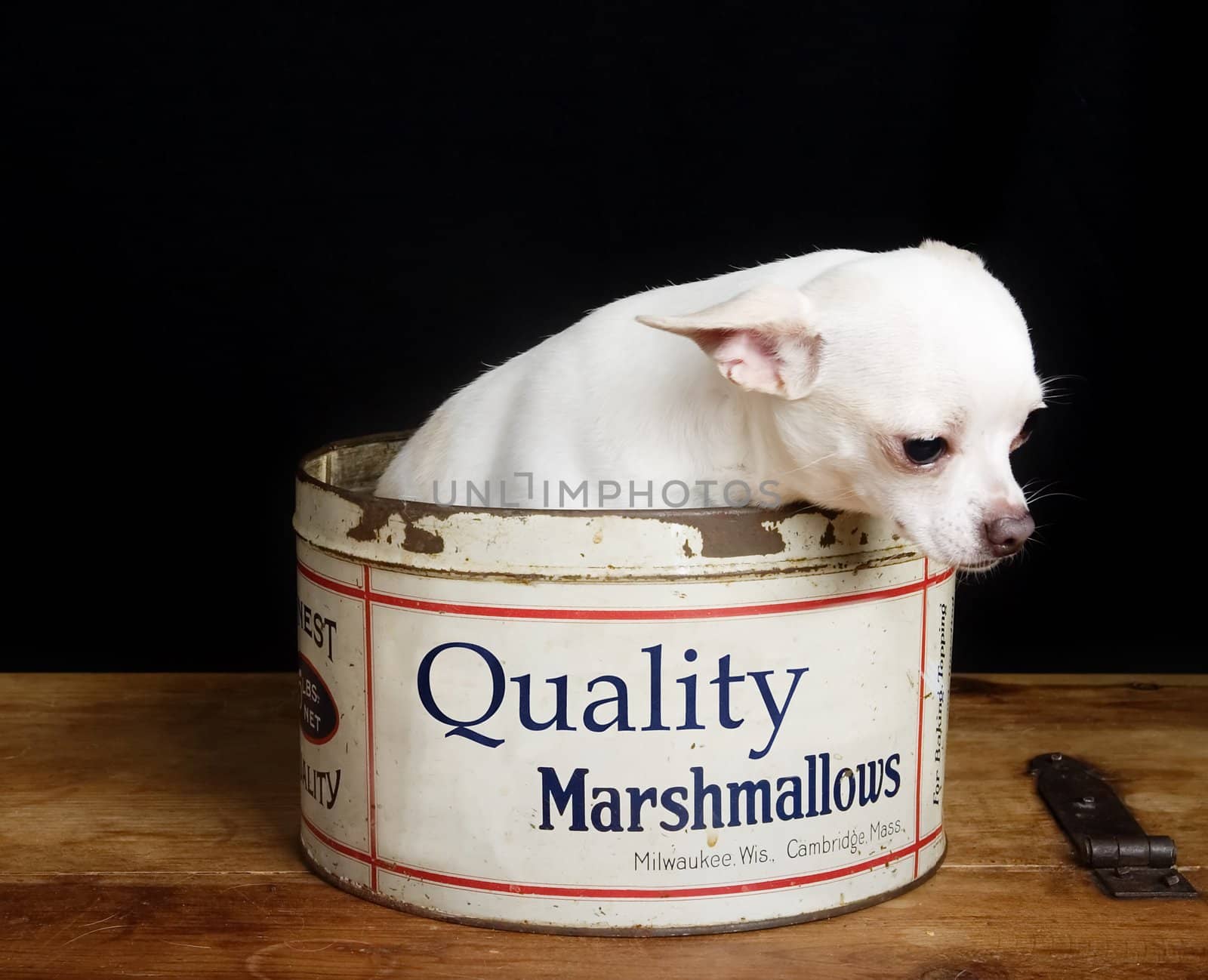 A chihuahua looking depressed in a retro marshmallow tin.