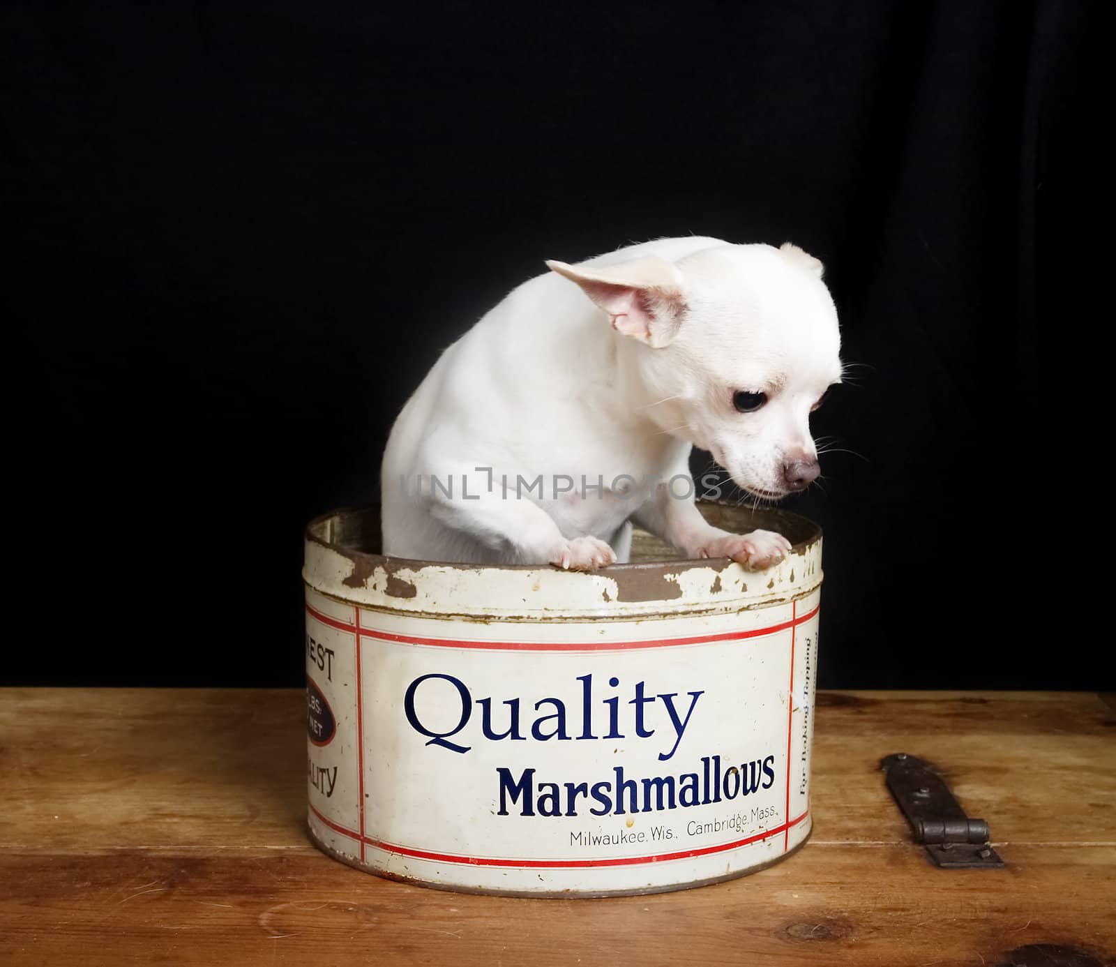 A curious chihuahua looking out of a marshmallow tin.