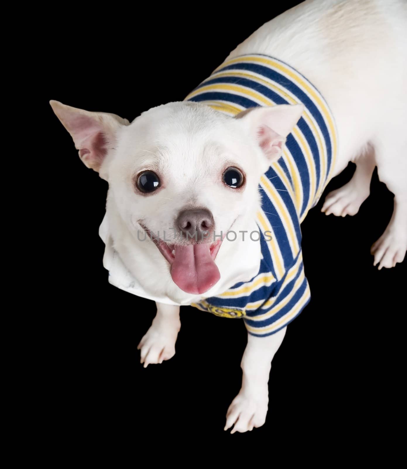 A chihuahua posing for the camera isolated on black.
