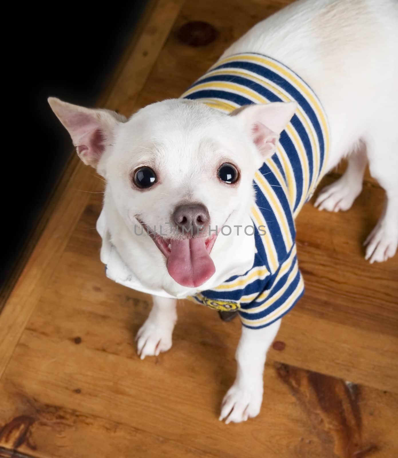 An eager chihuahua looking up